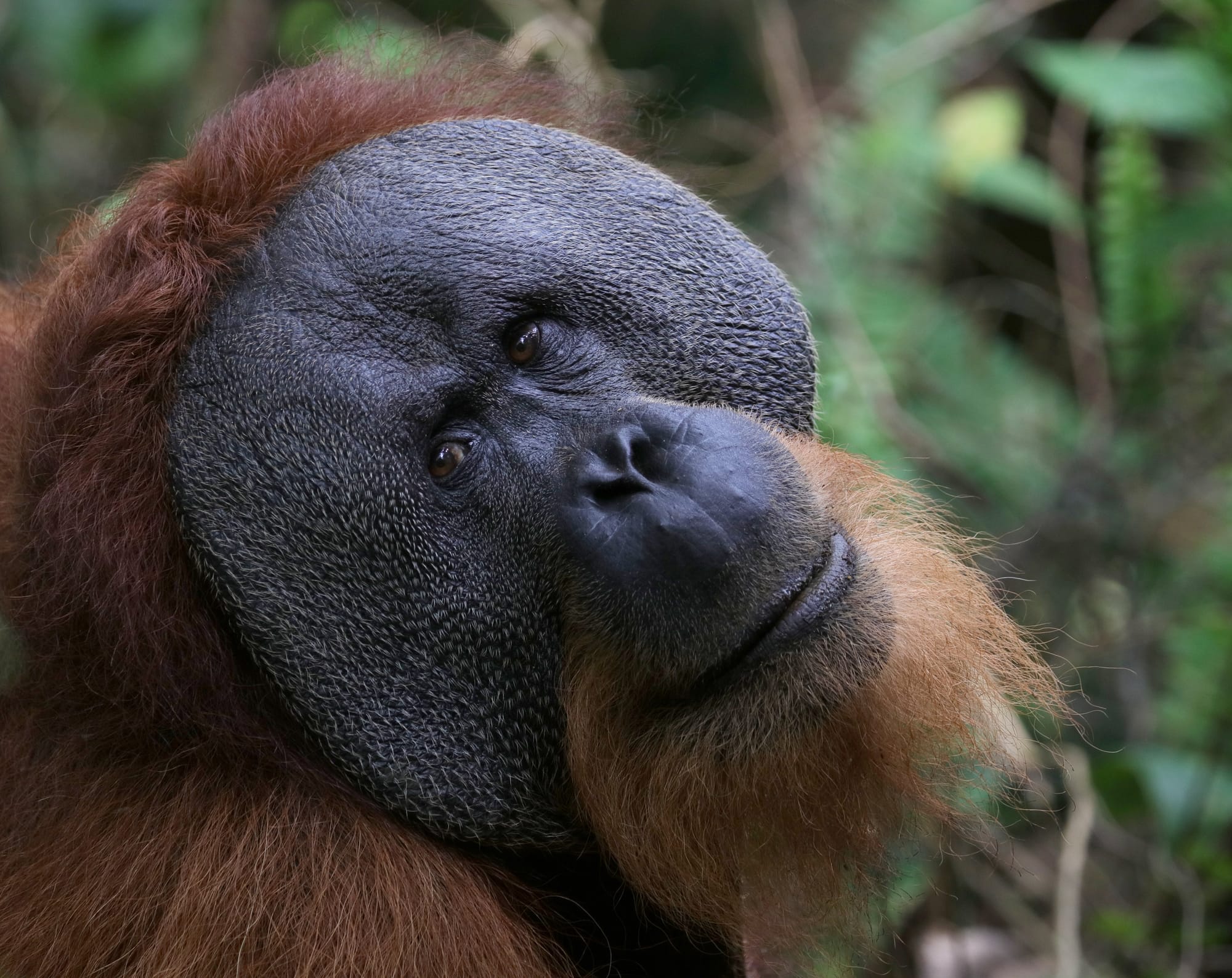 Male Sumatran Orangutan - National Park Gunung Leuser - Bukit Lawang