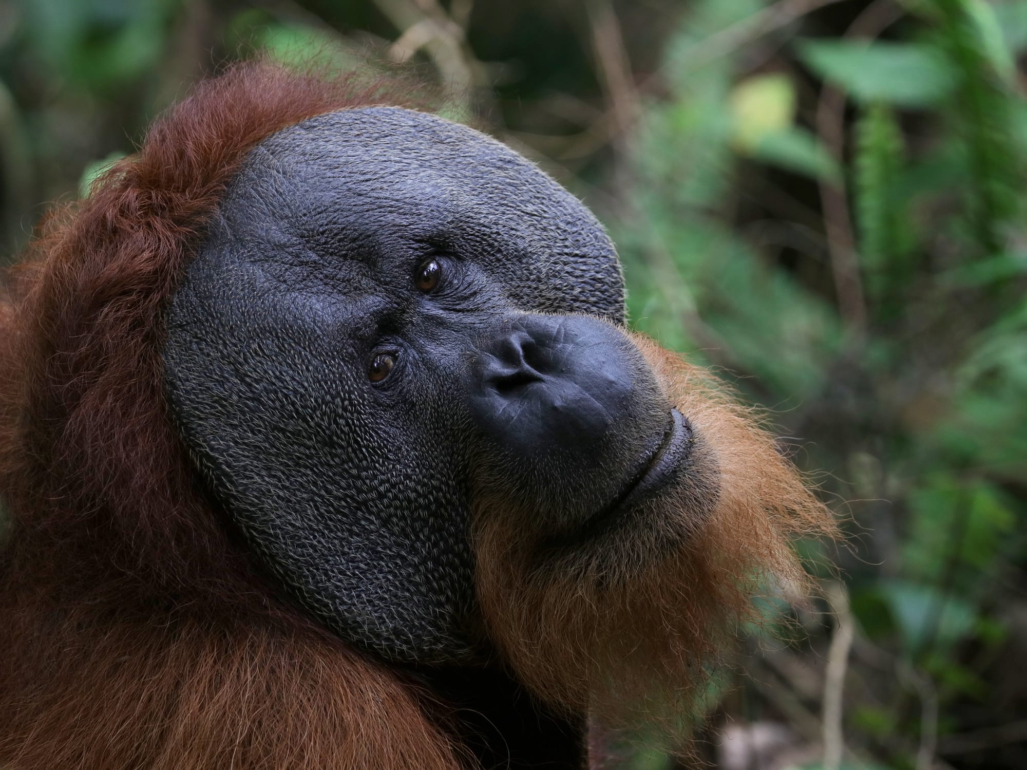 Alpha Male Sumatran Orangutan - Gunung Leuser National Park - Bukit Lawang