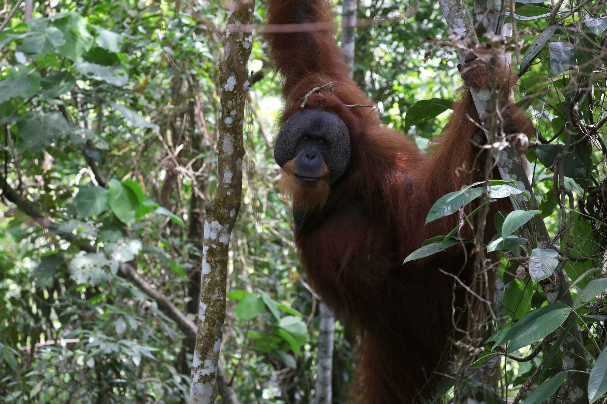Male Sumatran Orangutan - National Park Gunung Leuser - Bukit Lawang
