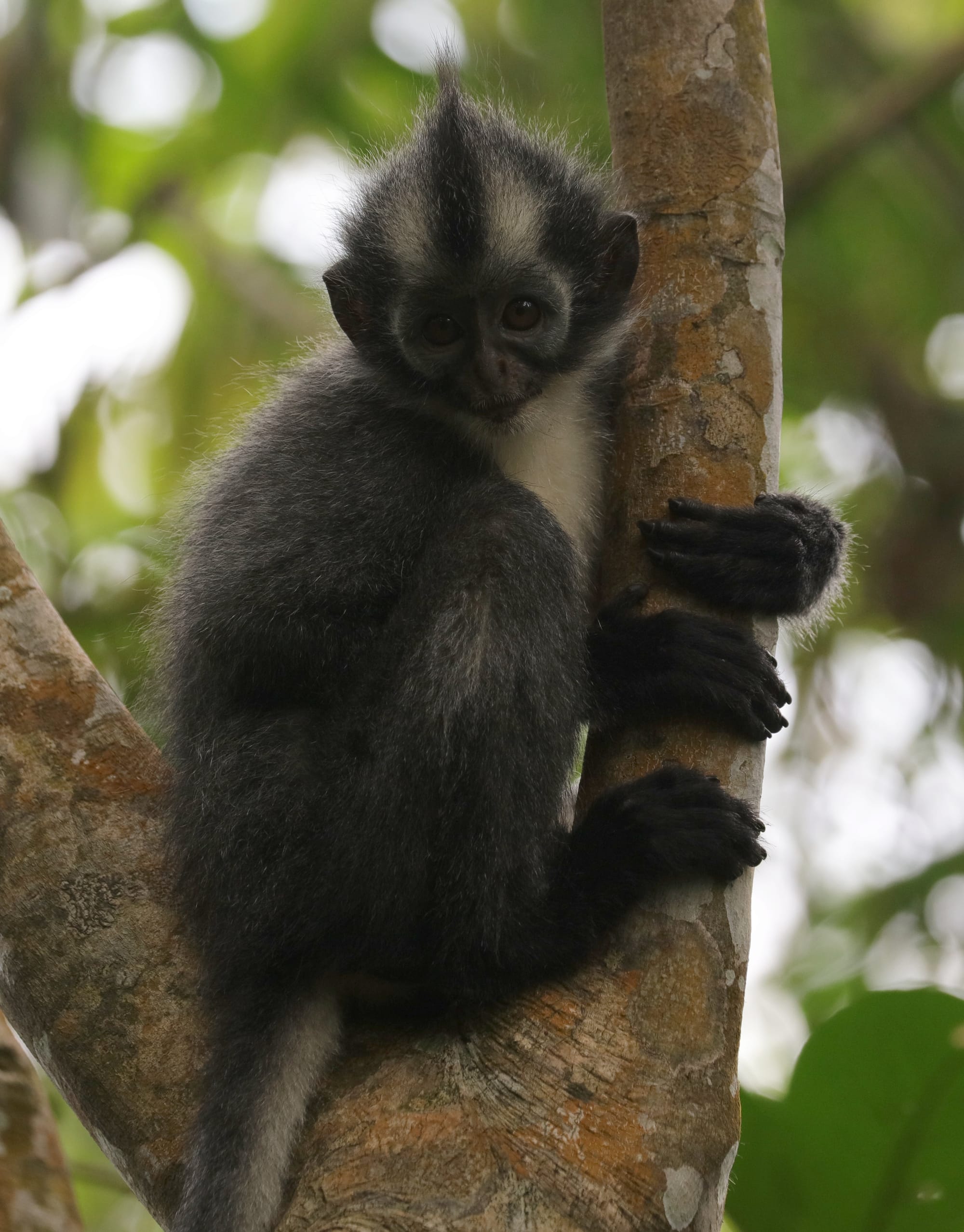 Thomas's Langur - National Park Gunung Leuser - Bukit Lawang