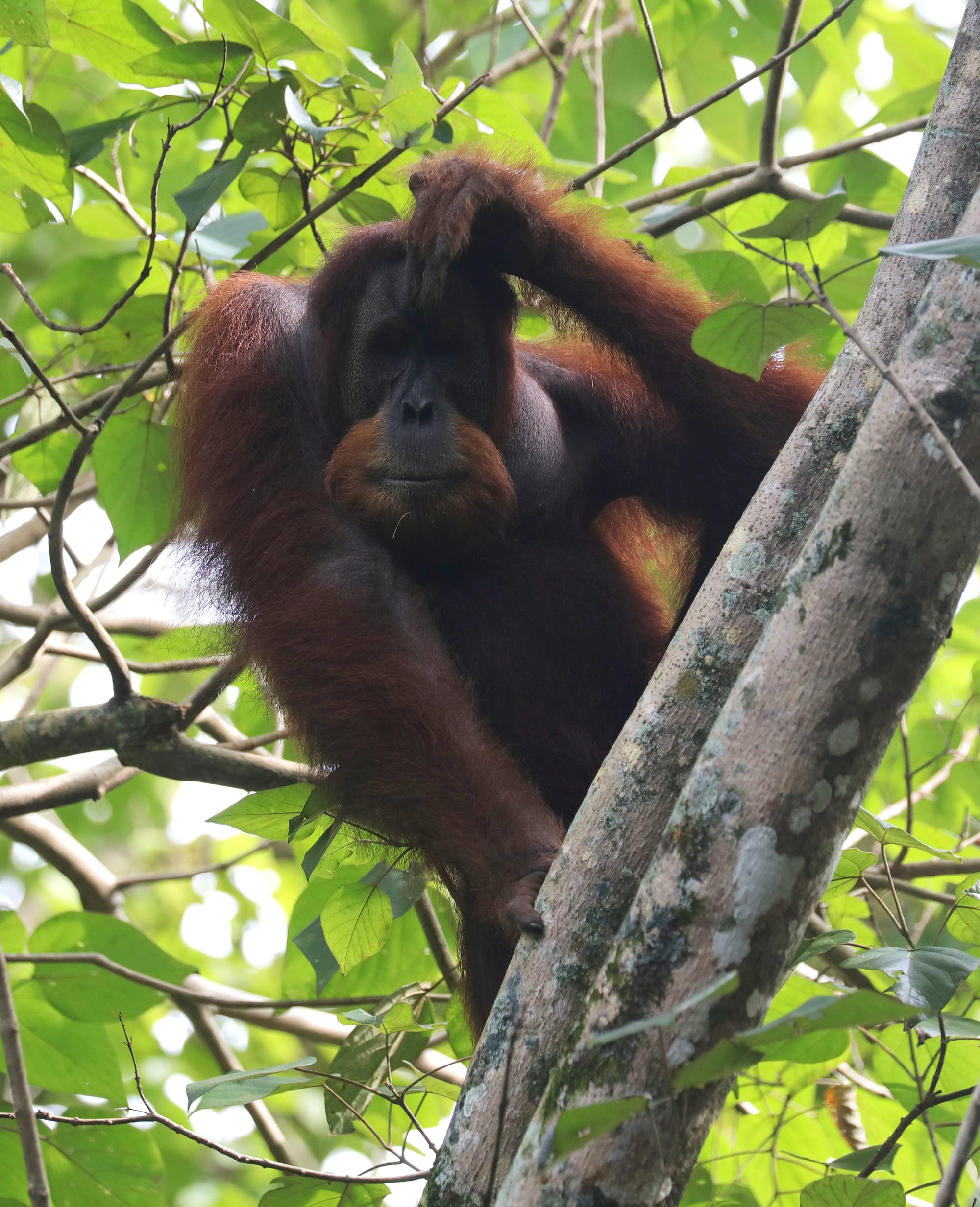 Male Sumatran Orangutan - National Park Gunung Leuser - Bukit Lawang