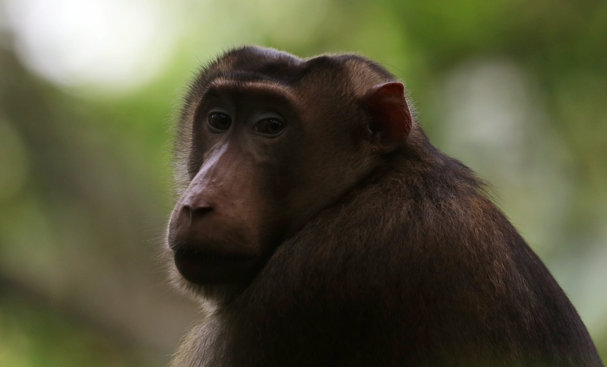 Southern Pig-tailed Macaque - National Park Gunung Leuser - Bukit Lawang