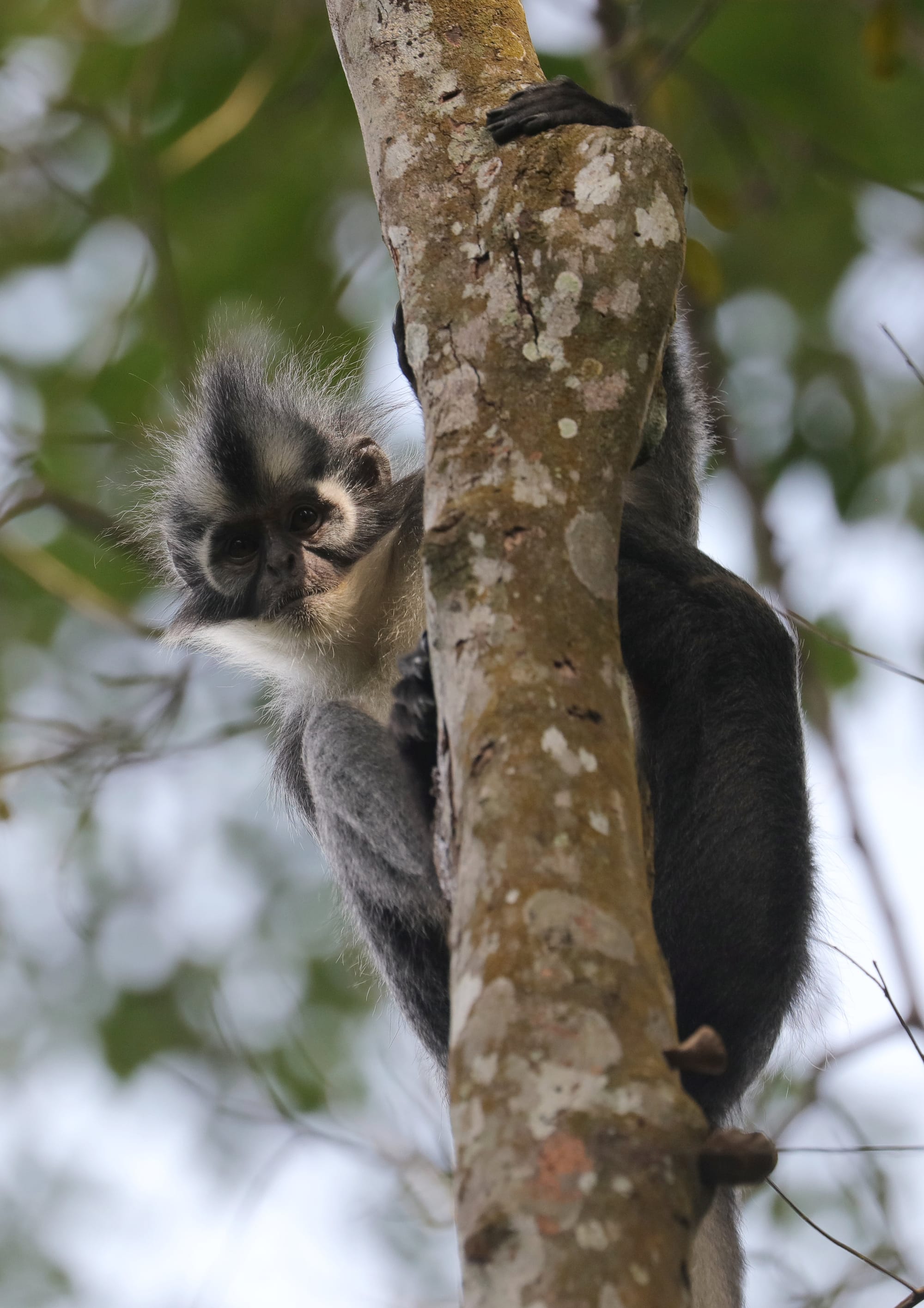 Thomas's Langur - National Park Gunung Leuser - Bukit Lawang