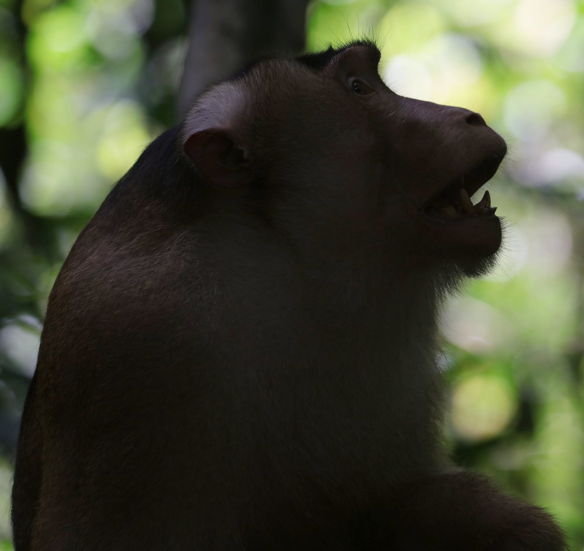Southern Pig-tailed Macaque - National Park Gunung Leuser - Bukit Lawang