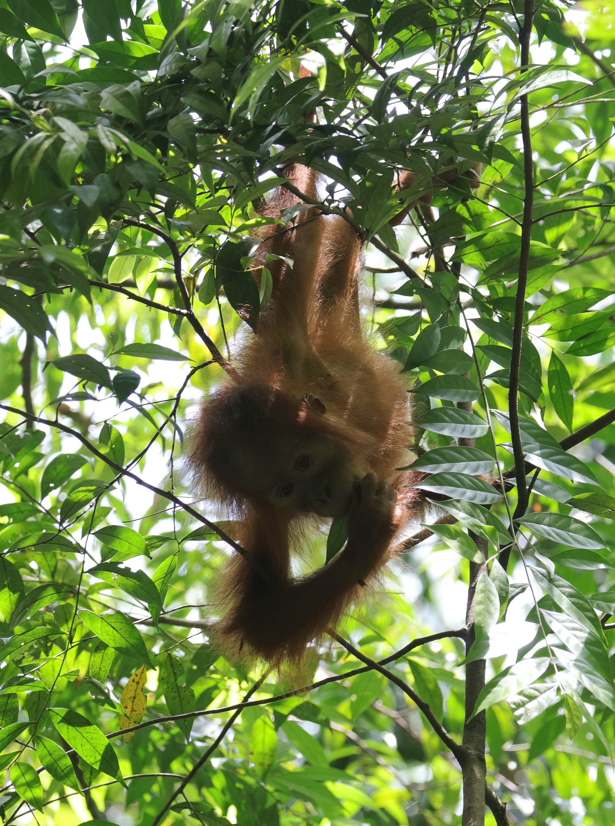Juvenile Sumatran Orangutan - National Park Gunung Leuser - Bukit Lawang