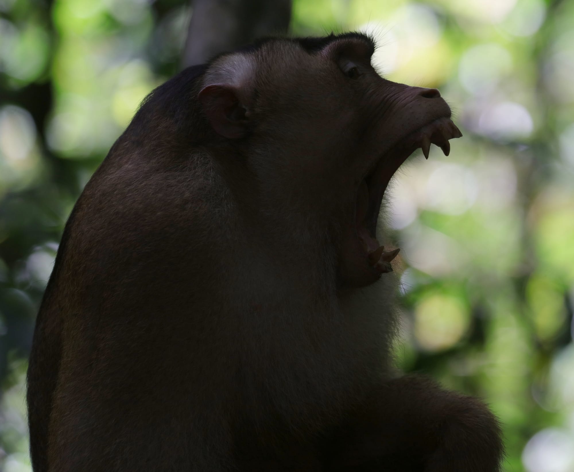 Southern Pig-tailed Macaque - National Park Gunung Leuser - Bukit Lawang
