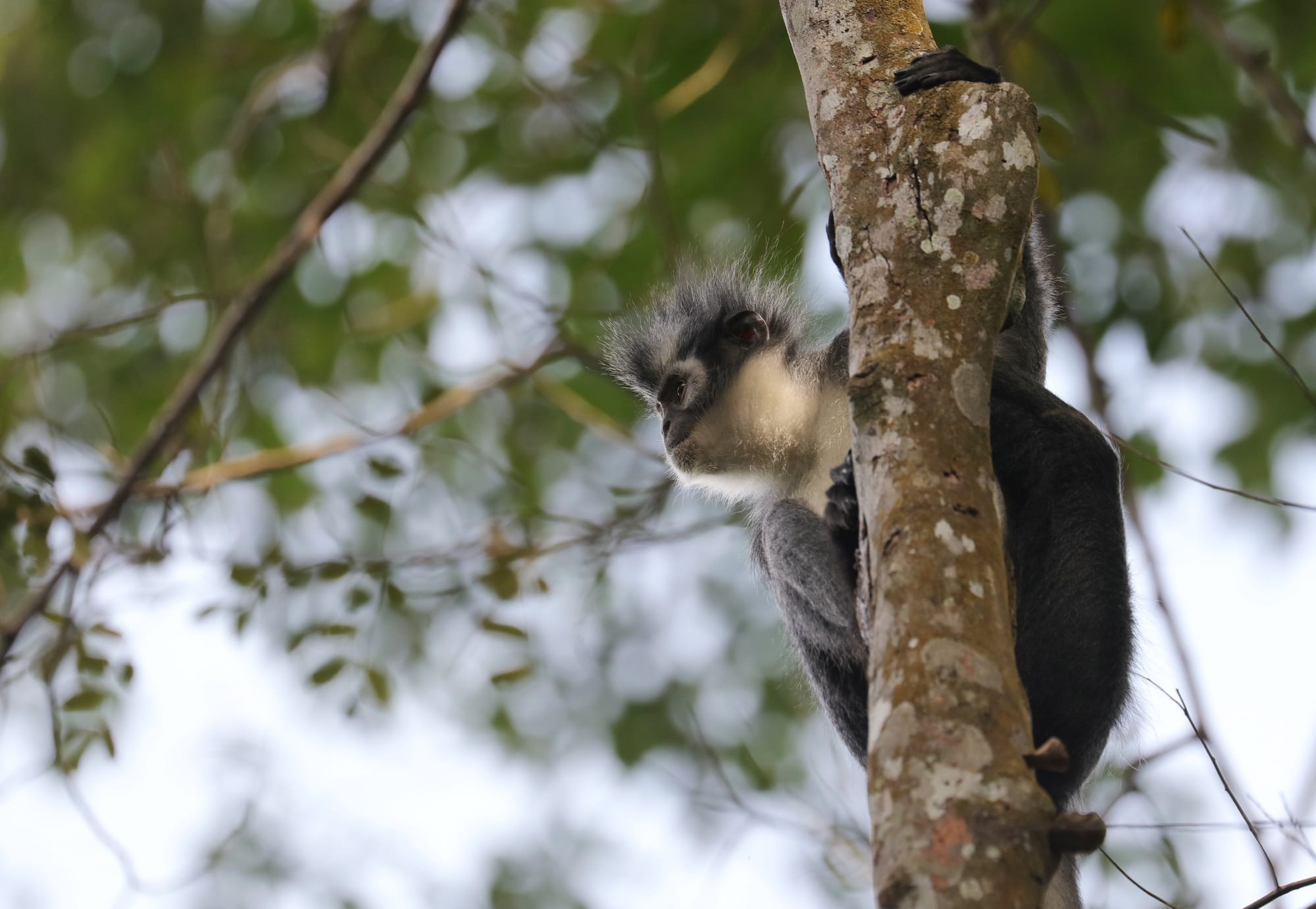 Thomas's Langur - National Park Gunung Leuser - Bukit Lawang