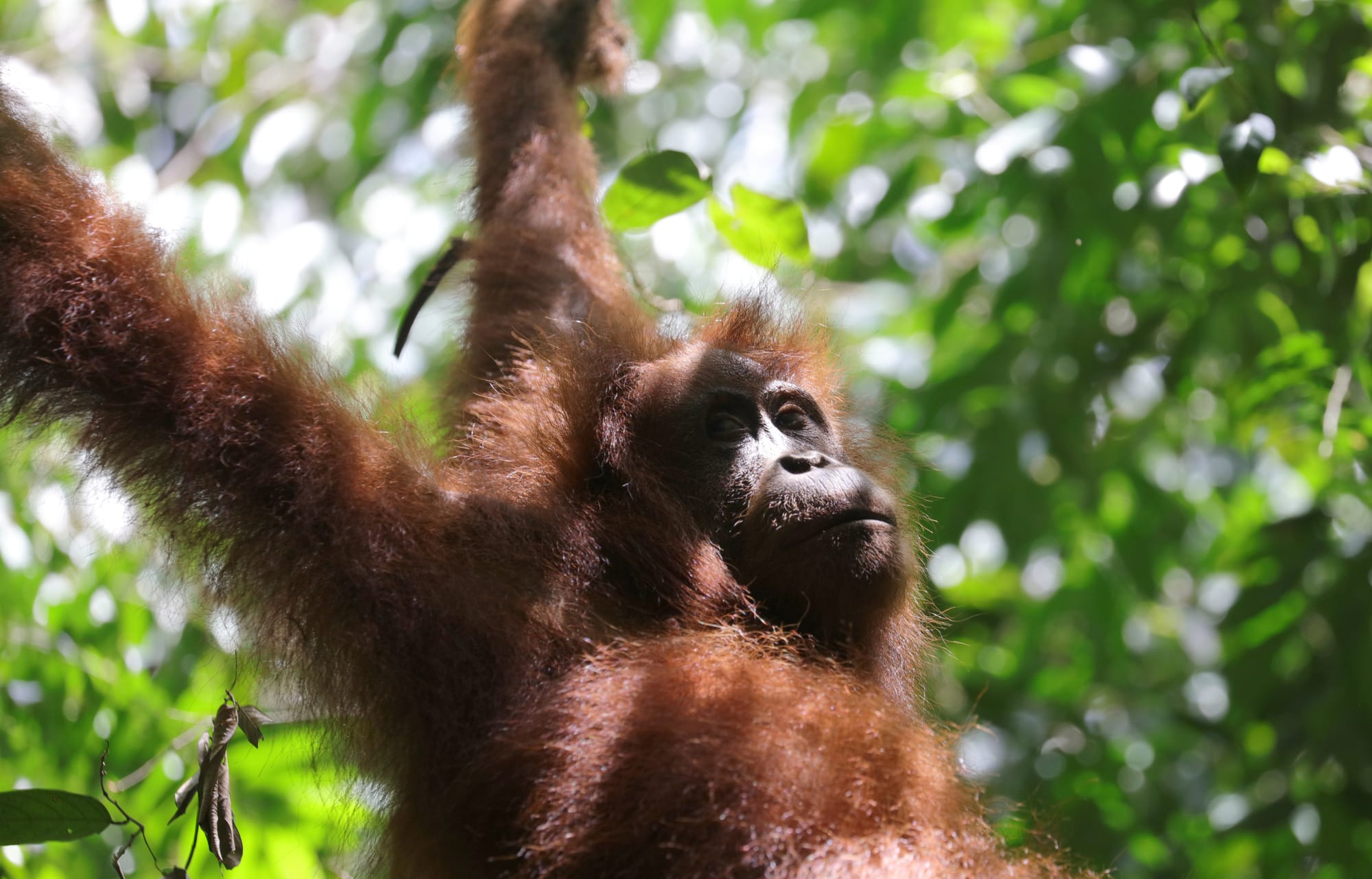 Female Sumatran Orangutan - National Park Gunung Leuser - Bukit Lawang