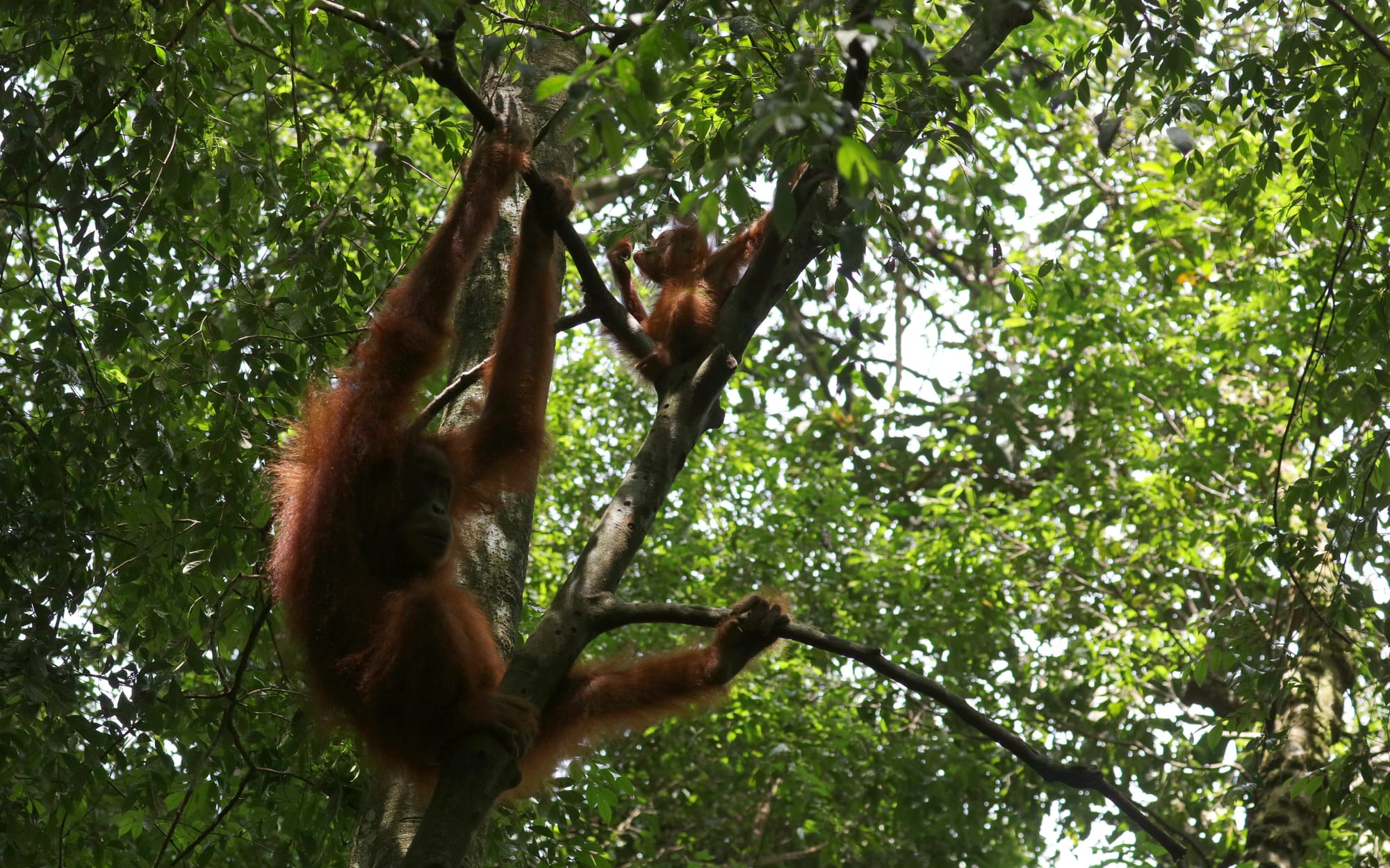 Sumatran Orangutans - National Park Gunung Leuser - Bukit Lawang