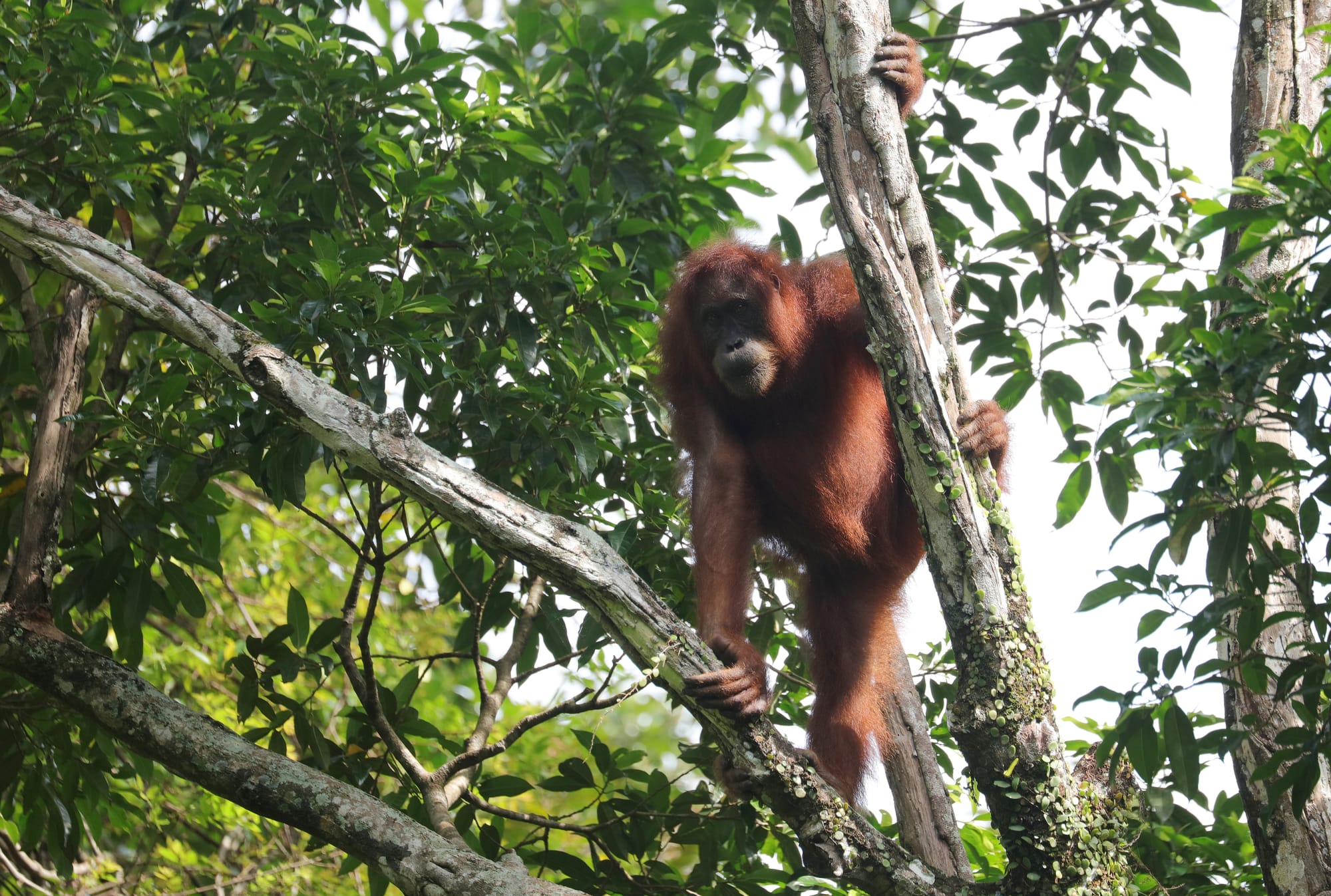Female Sumatran Orangutan - National Park Gunung Leuser - Bukit Lawang