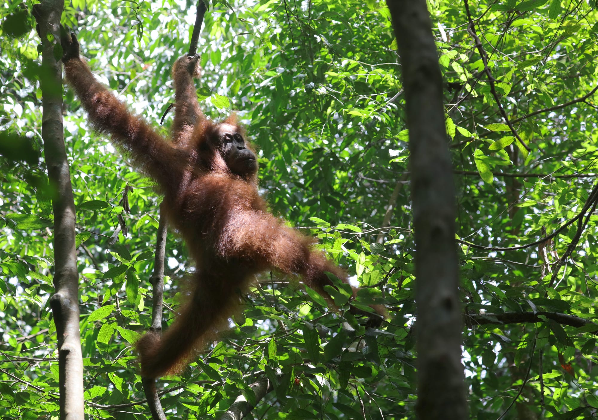 Female Sumatran Orangutan - National Park Gunung Leuser - Bukit Lawang