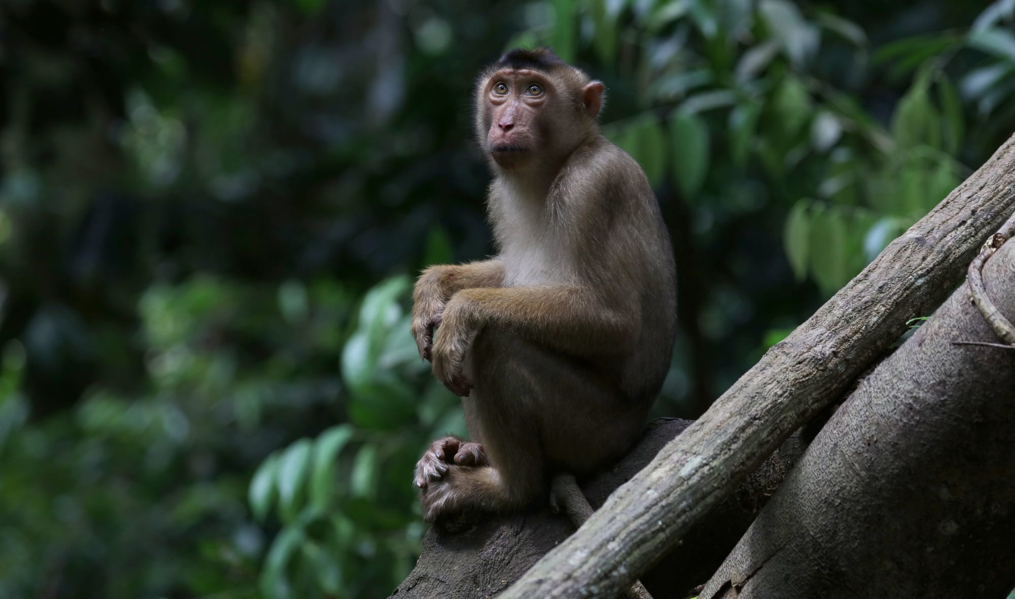 Southern Pig-tailed Macaque - National Park Gunung Leuser - Bukit Lawang