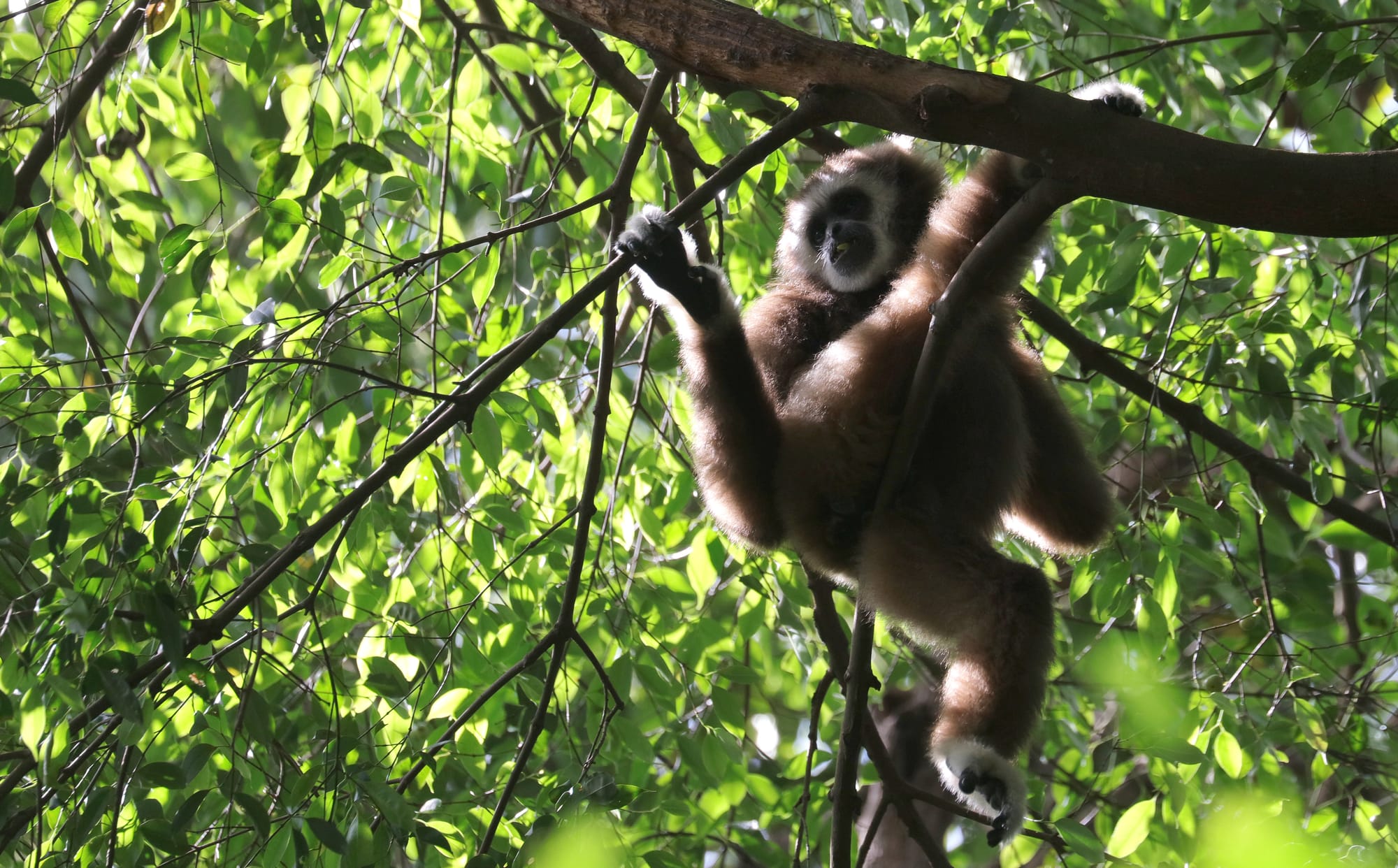 Lar Gibbon - National Park Gunung Leuser - Bukit Lawang