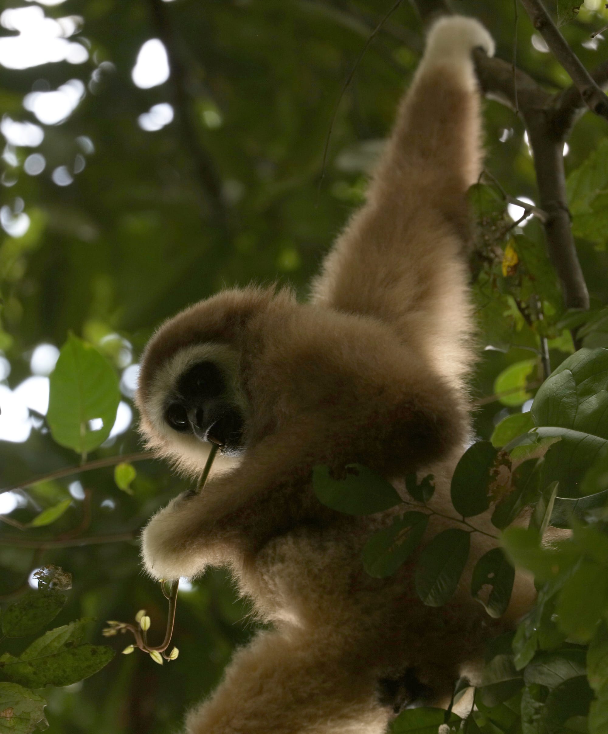 Lar Gibbon - National Park Gunung Leuser - Bukit Lawang