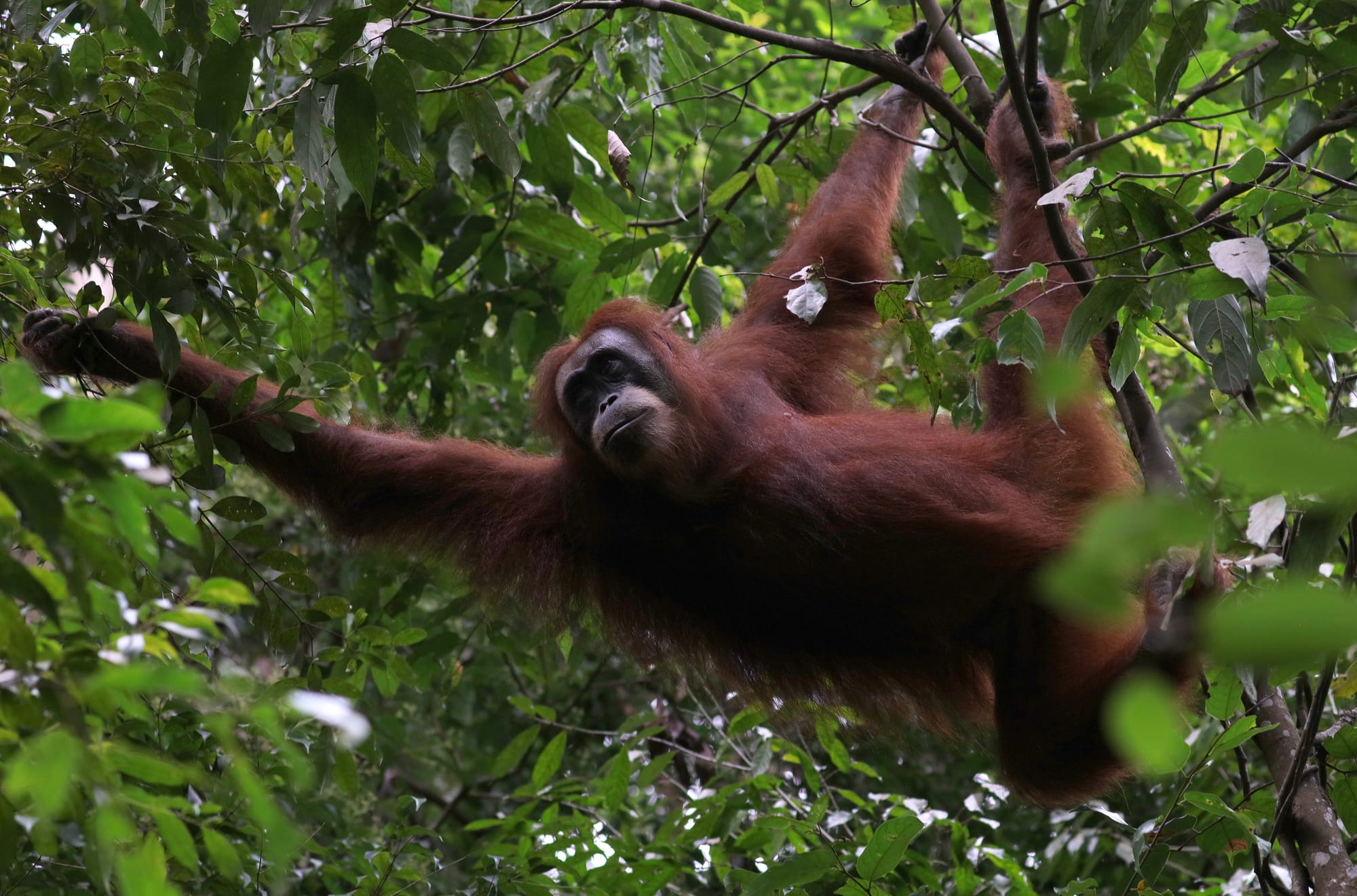 Female Sumatran Orangutan - National Park Gunung Leuser - Bukit Lawang