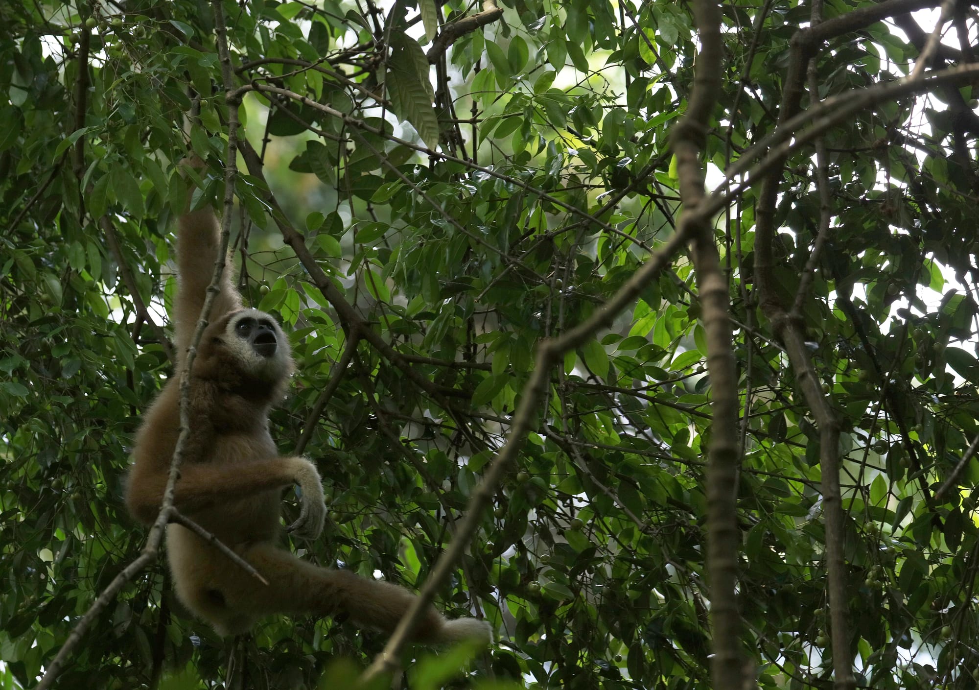 Lar Gibbon - National Park Gunung Leuser - Bukit Lawang
