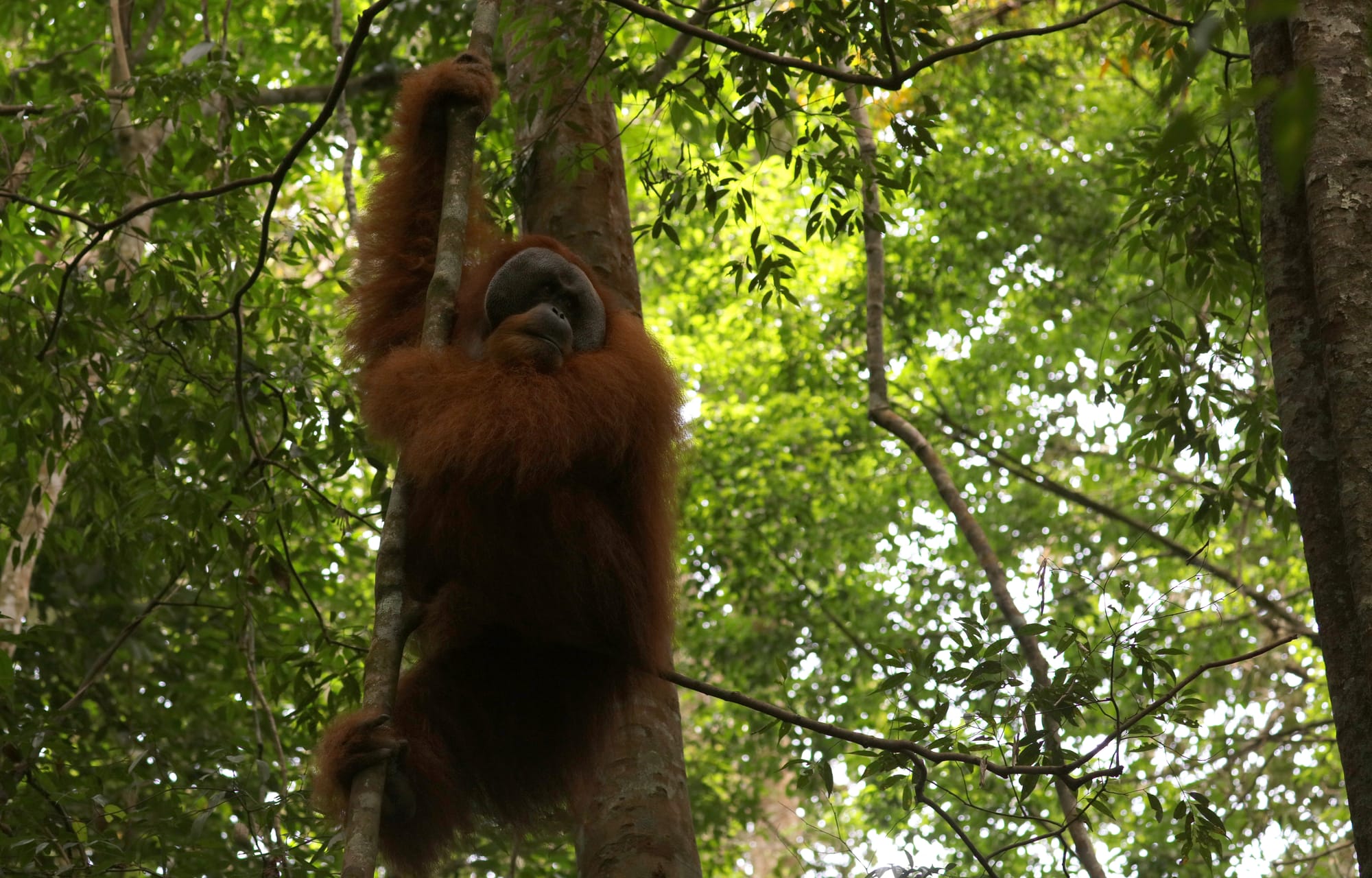Male Sumatran Orangutan - National Park Gunung Leuser - Bukit Lawang