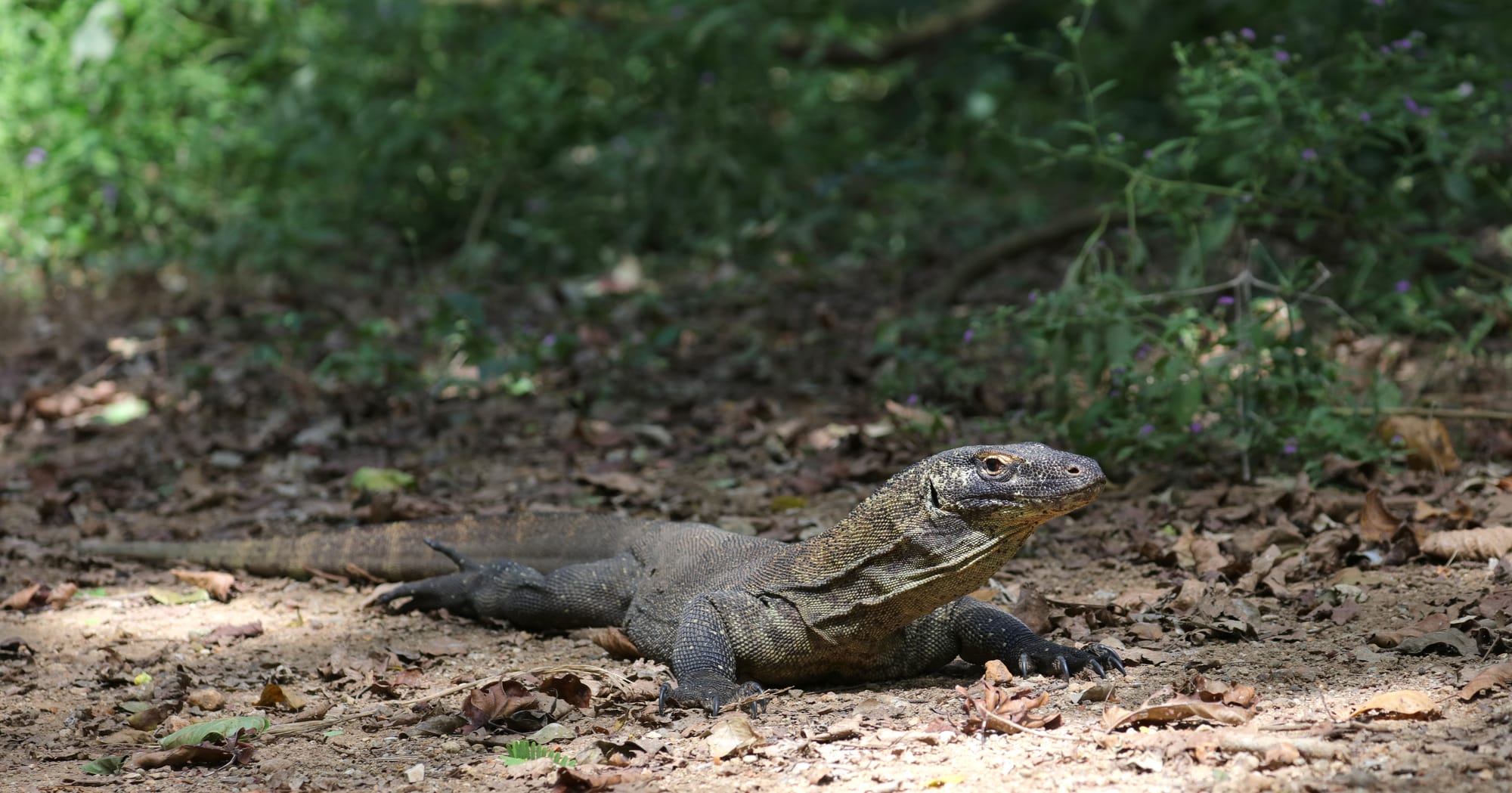 Komodo Dragon - Komodo Island - Komodo National Park