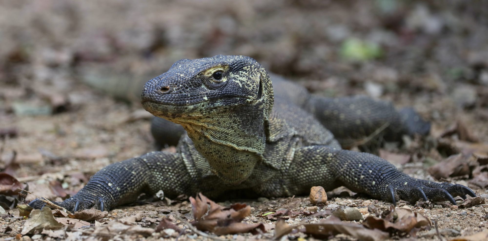 Komodo Dragon - Komodo Island - Komodo National Park
