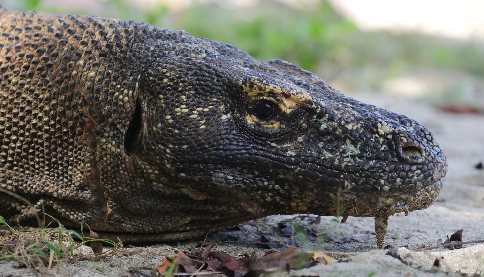Komodo Dragon - Komodo Island - Komodo National Park