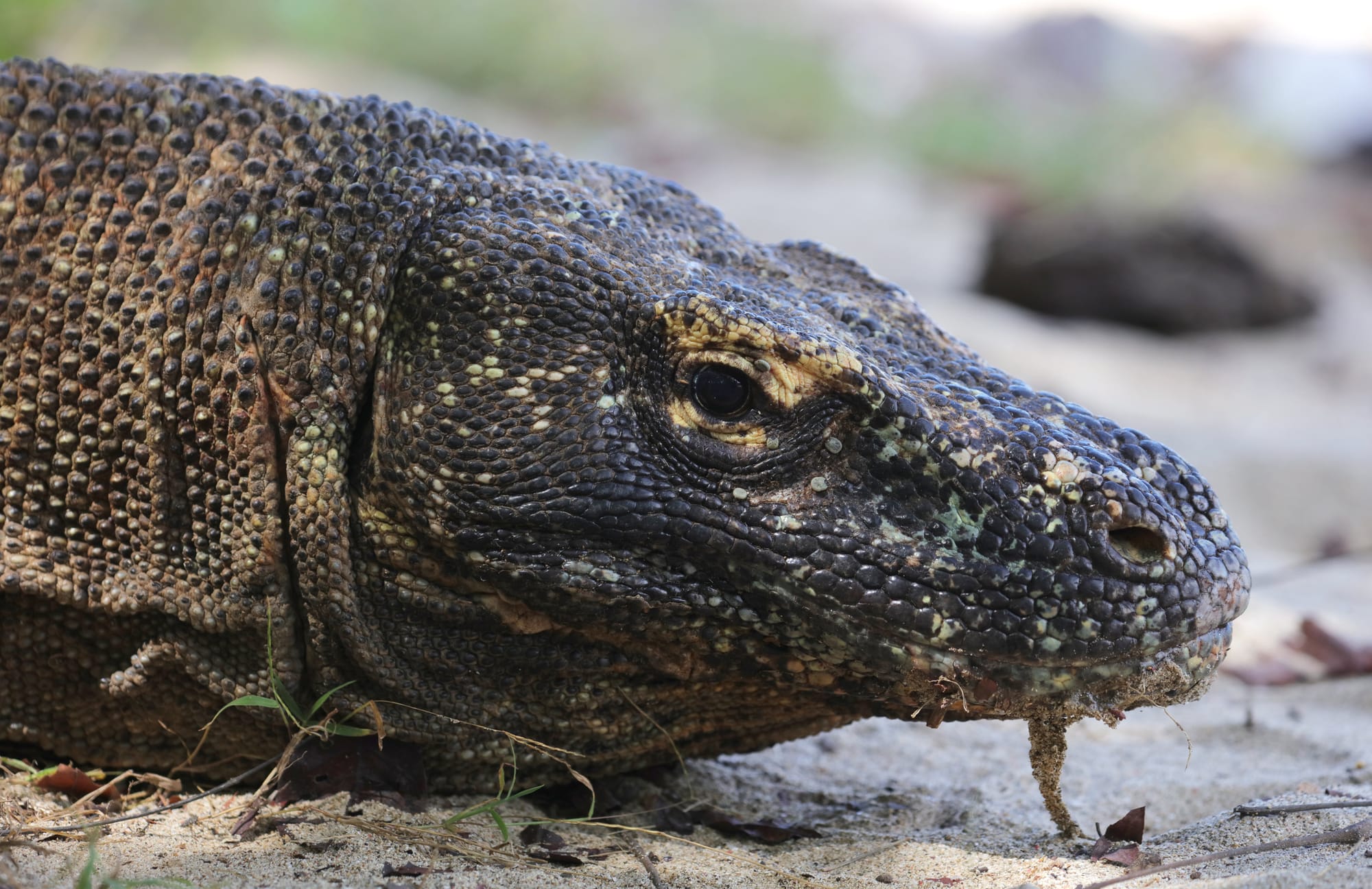 Komodo Dragon - Komodo Island - Komodo National Park