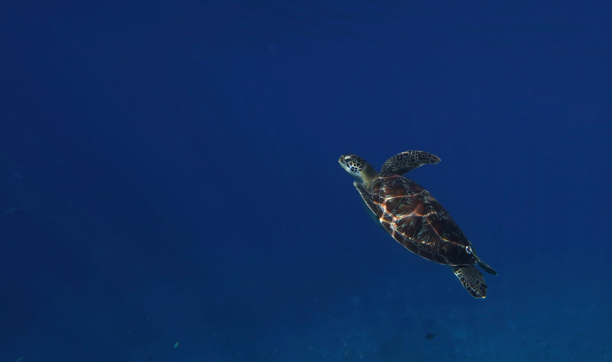 Green Sea Turtle - Mawan - Komodo National Park