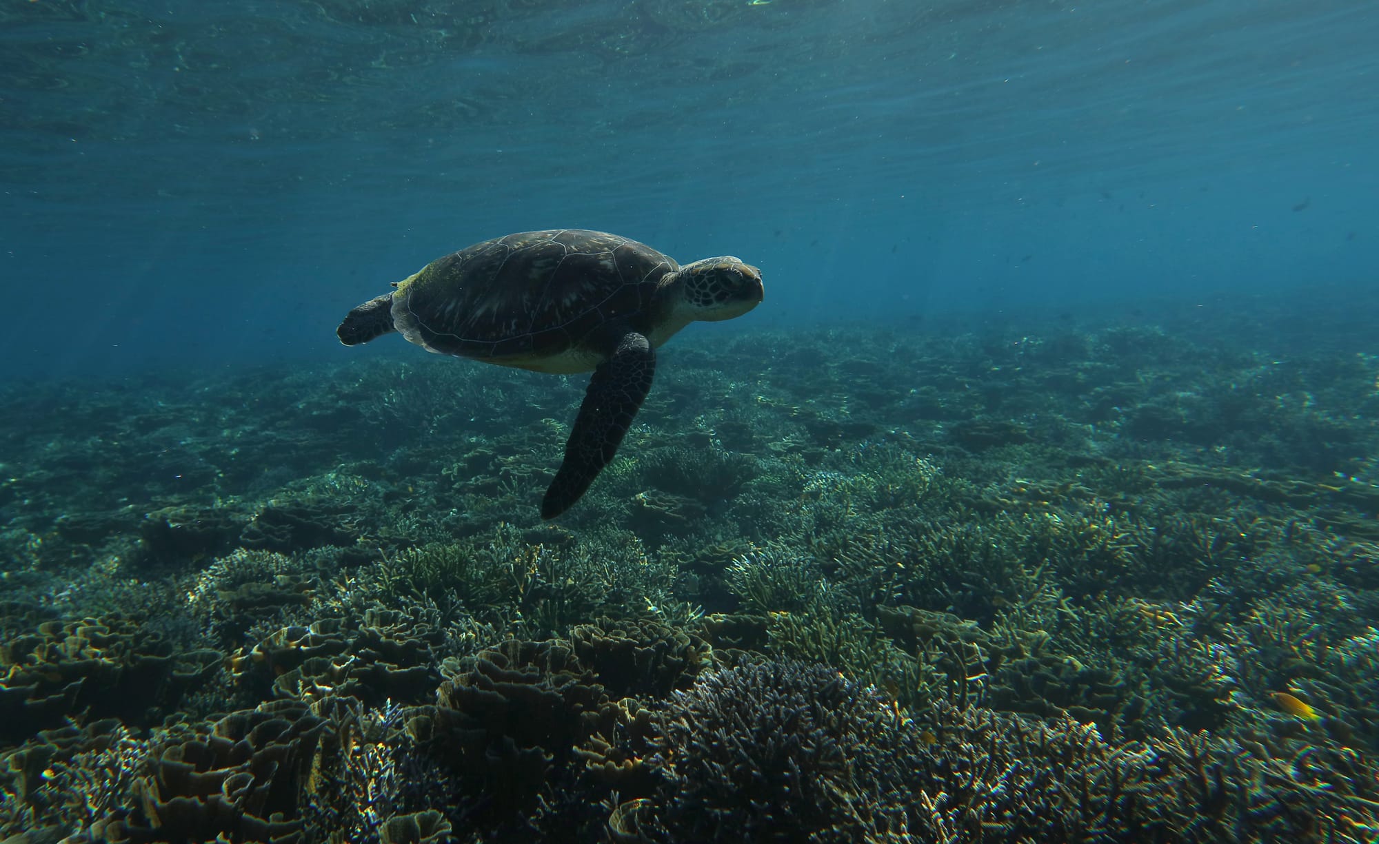 Green Sea Turtle - Mawan - Komodo National Park