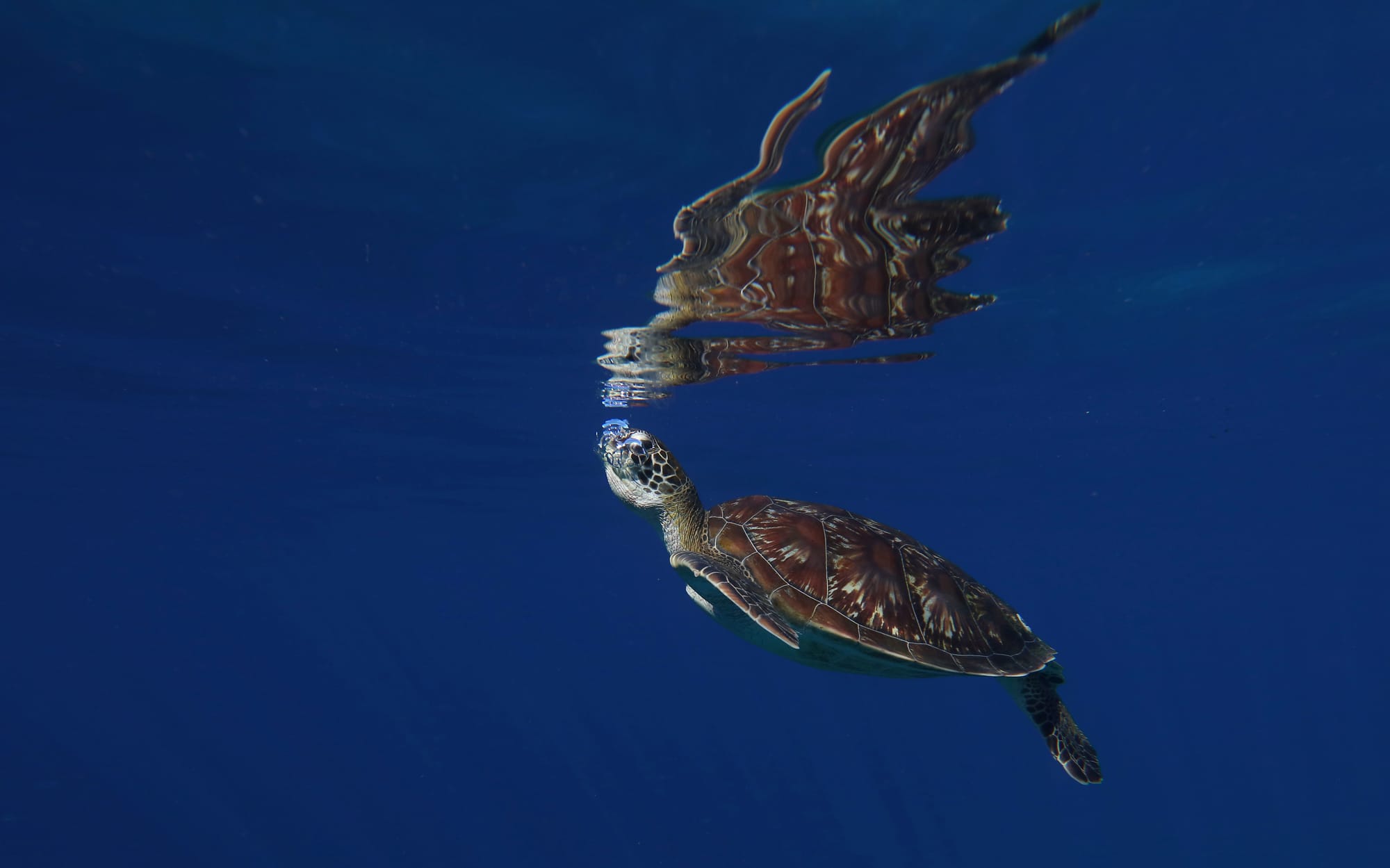 Green Sea Turtle - Mawan - Komodo National Park