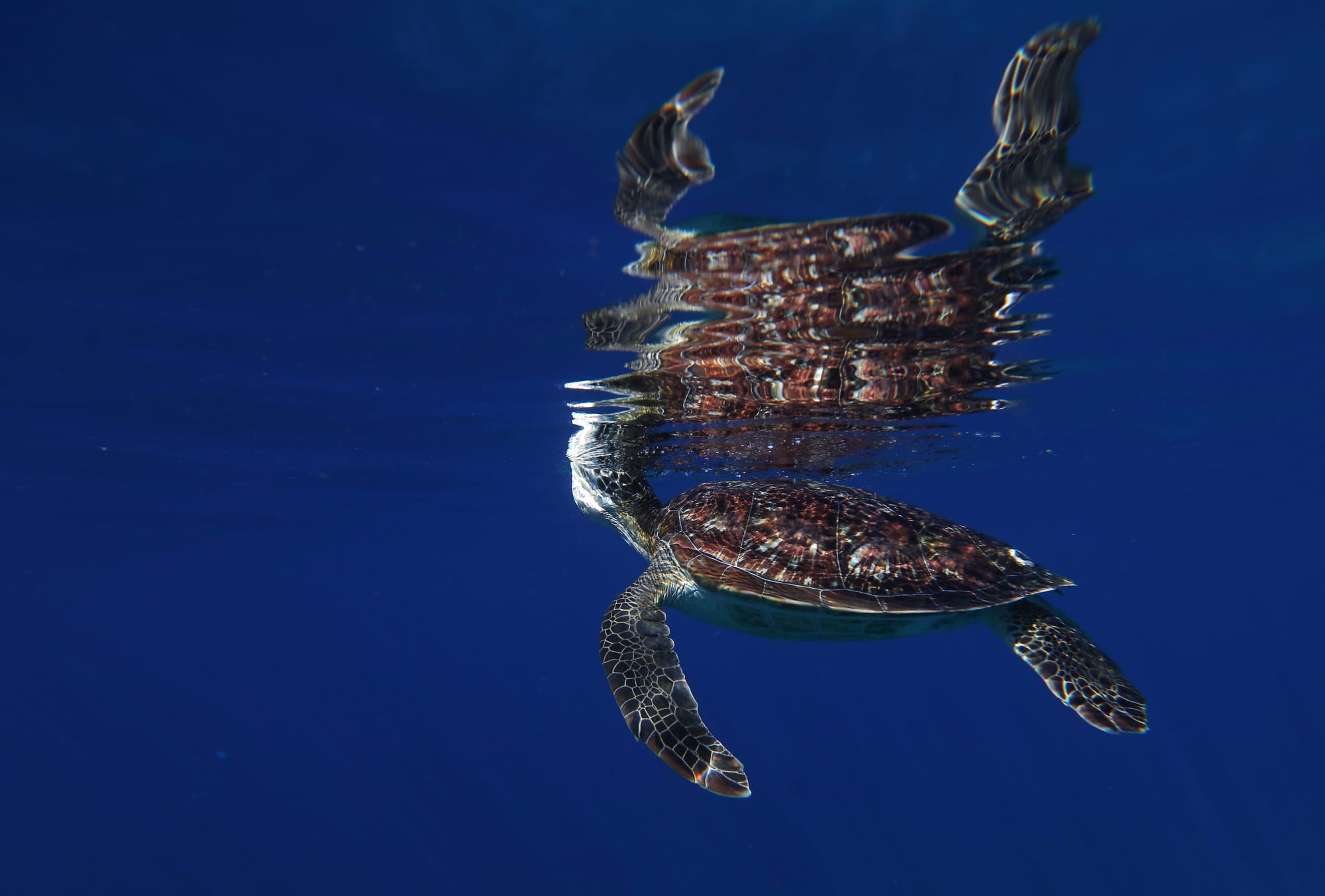 Green Sea Turtle - Mawan - Komodo National Park