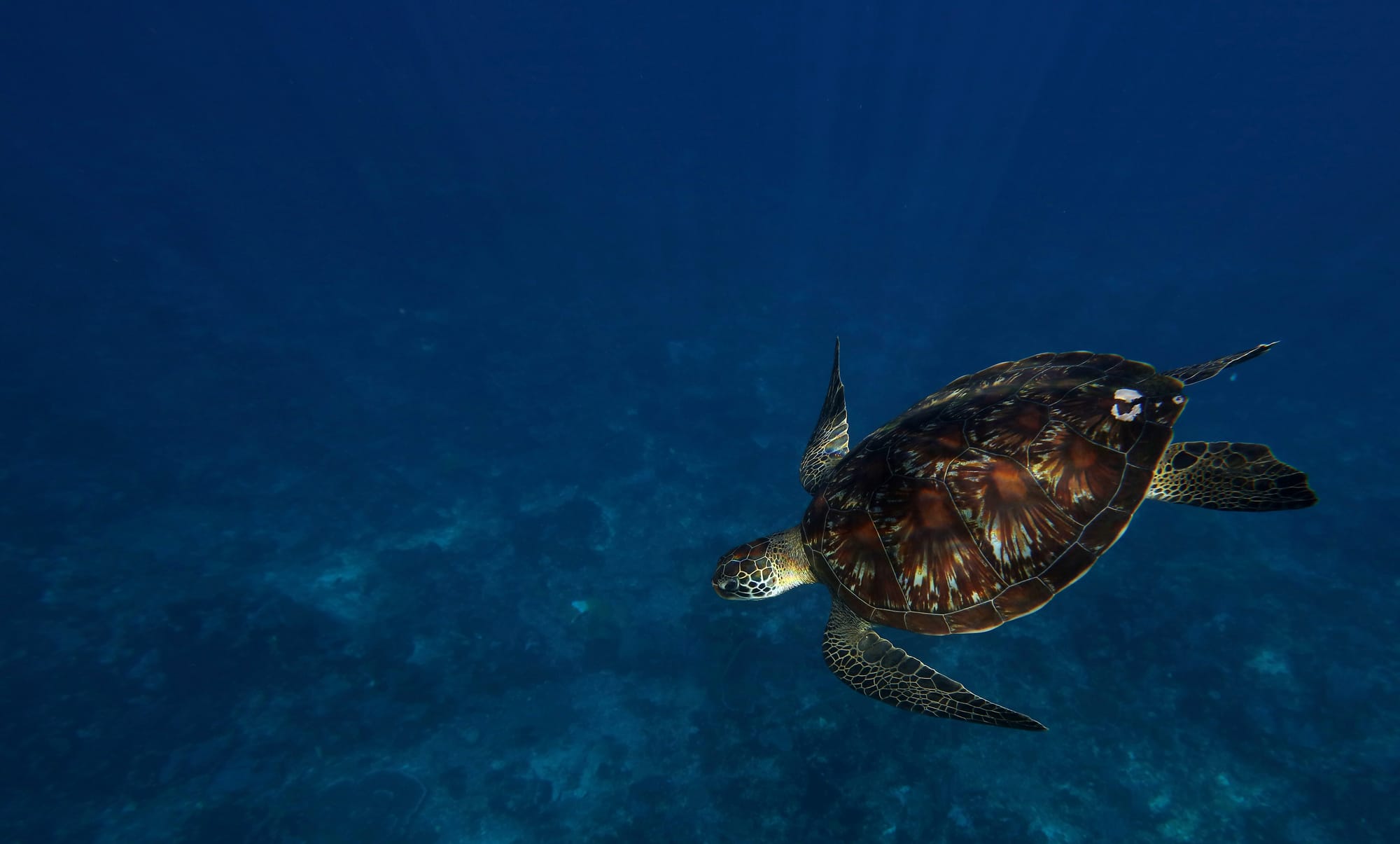 Green Sea Turtle - Mawan - Komodo National Park