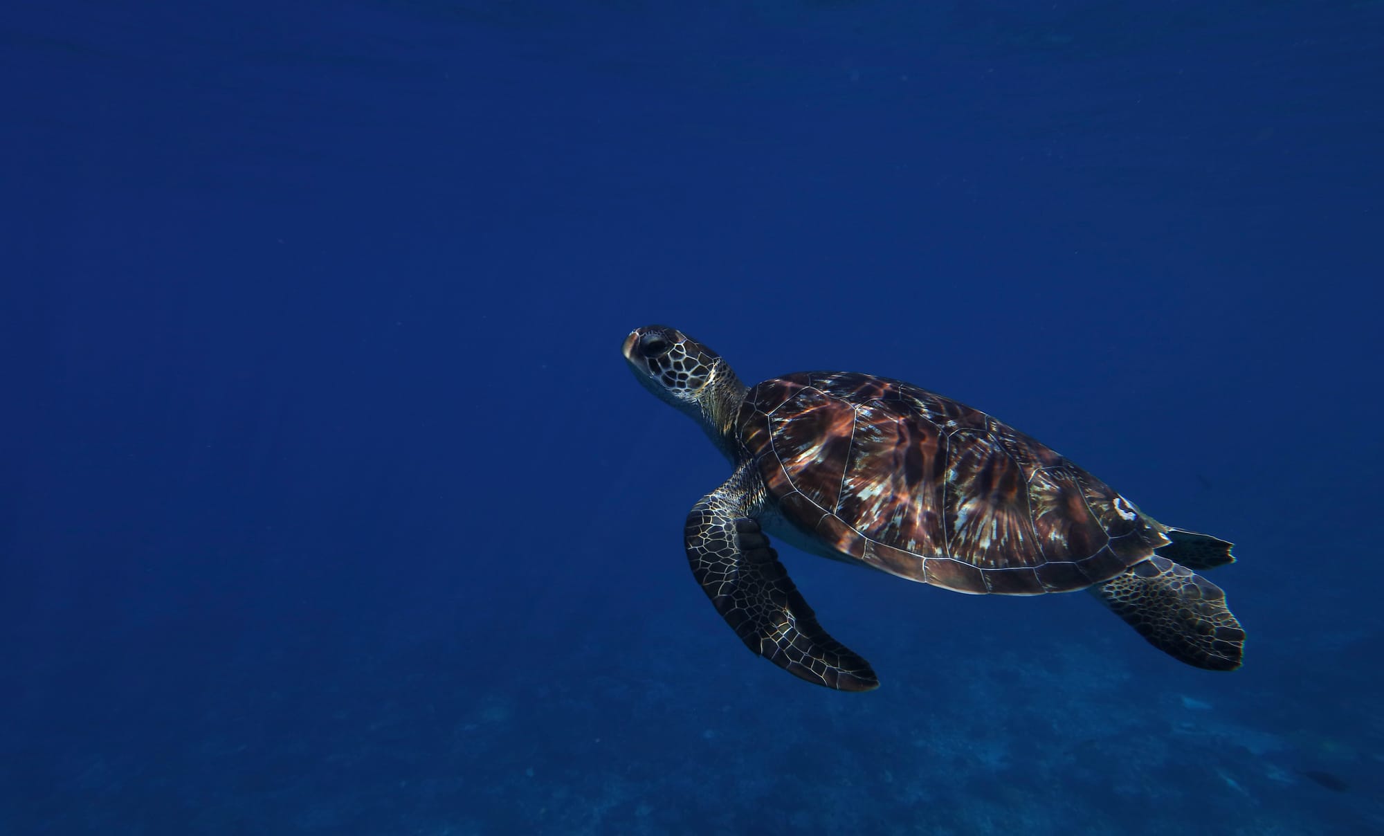 Green Sea Turtle - Mawan - Komodo National Park