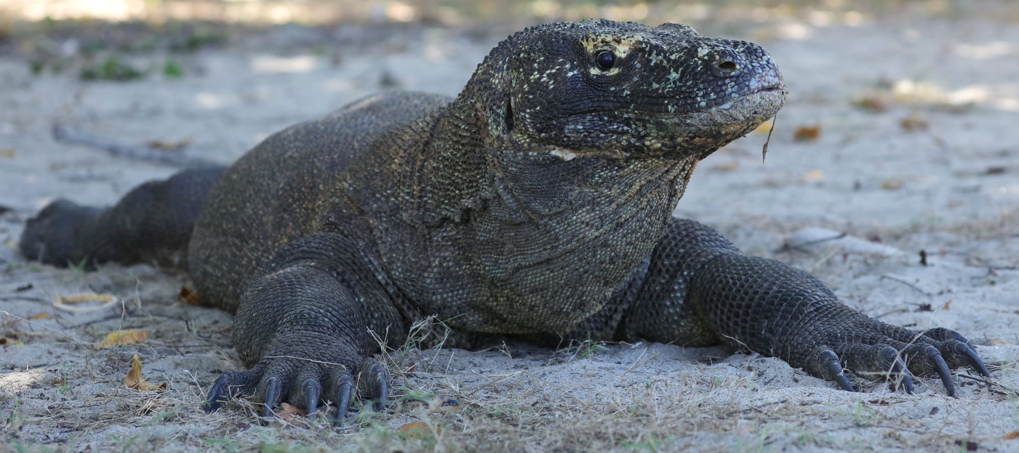 Komodo Dragon - Komodo Island - Komodo National Park