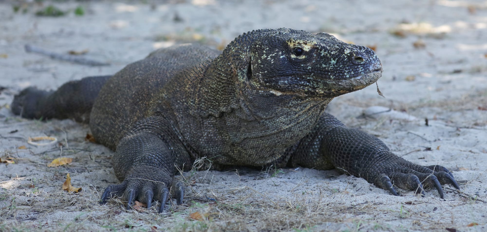 Komodo Dragon - Komodo Island - Komodo National Park