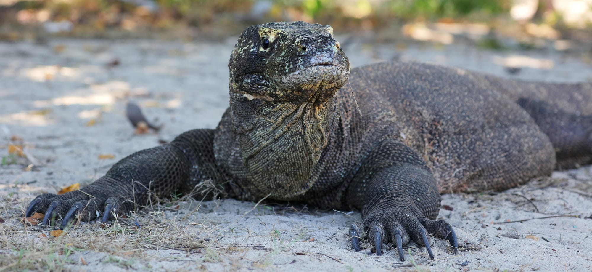 Komodowaran - Nationalpark Komodo