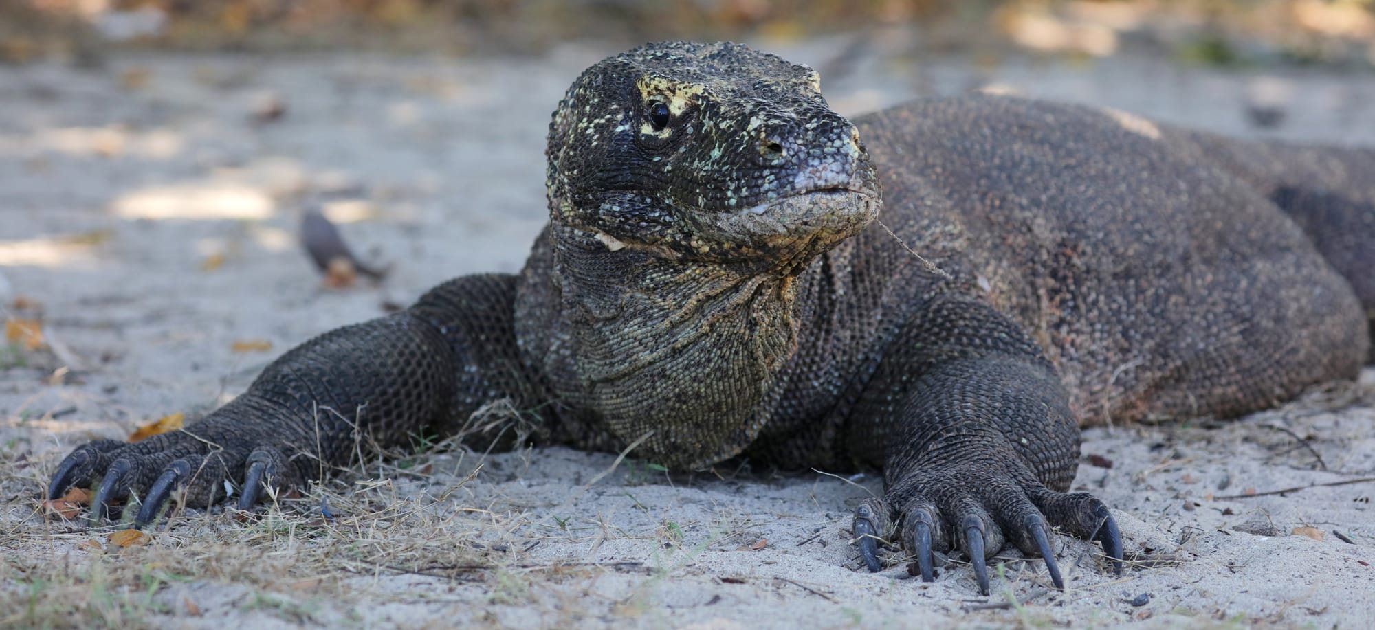 Komodo Dragon - Komodo Island - Komodo National Park