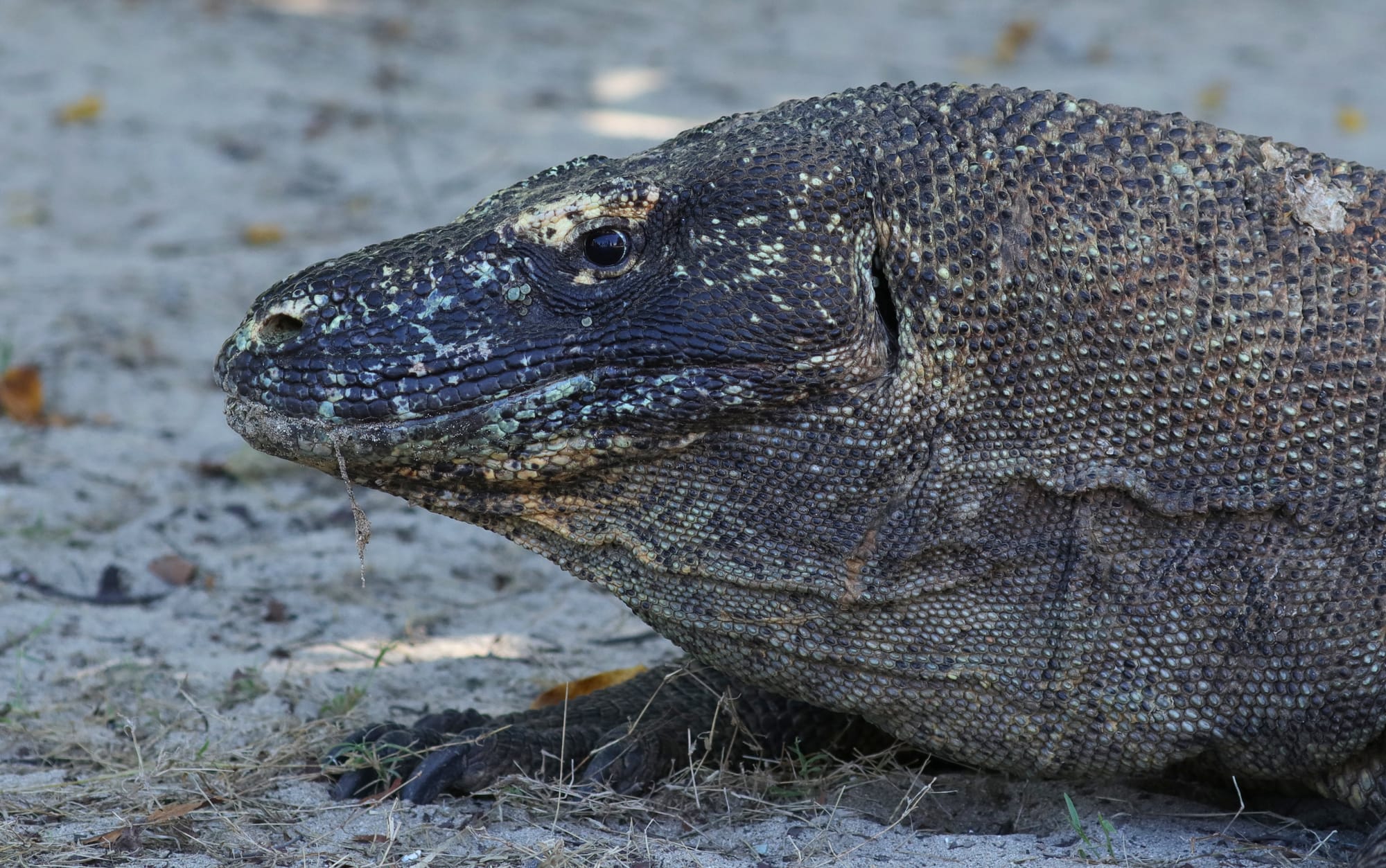 Komodo Dragon - Komodo Island - Komodo National Park