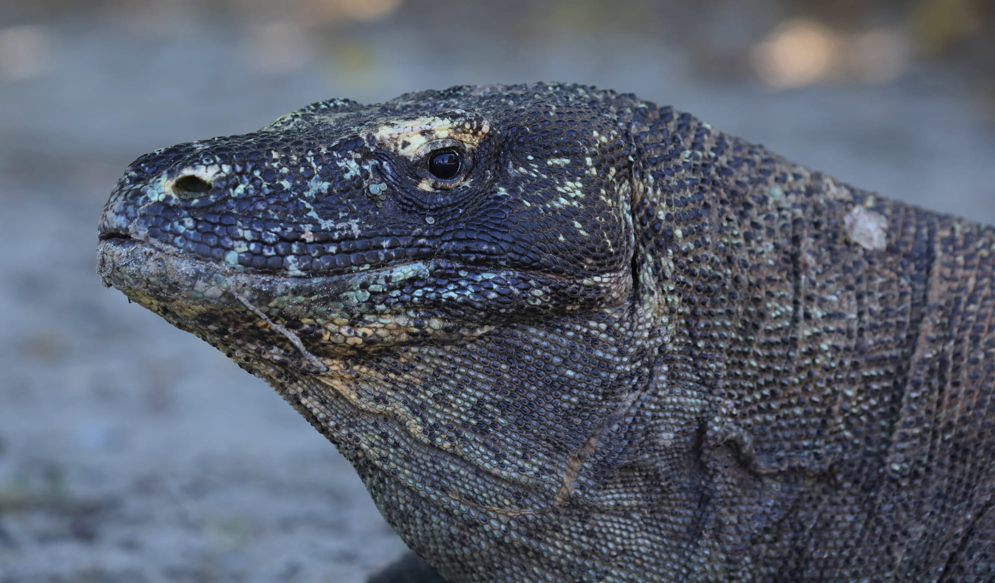 Komodo Dragon - Komodo Island - Komodo National Park