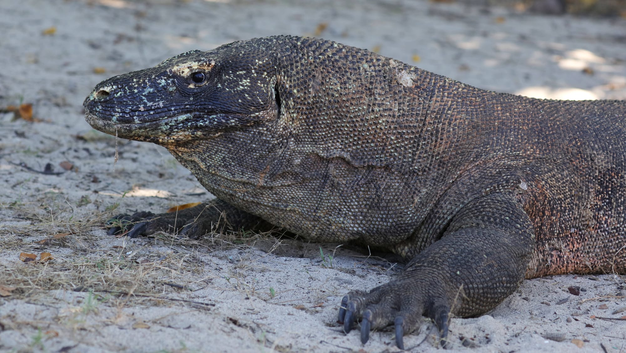 Komodo Dragon - Komodo Island - Komodo National Park