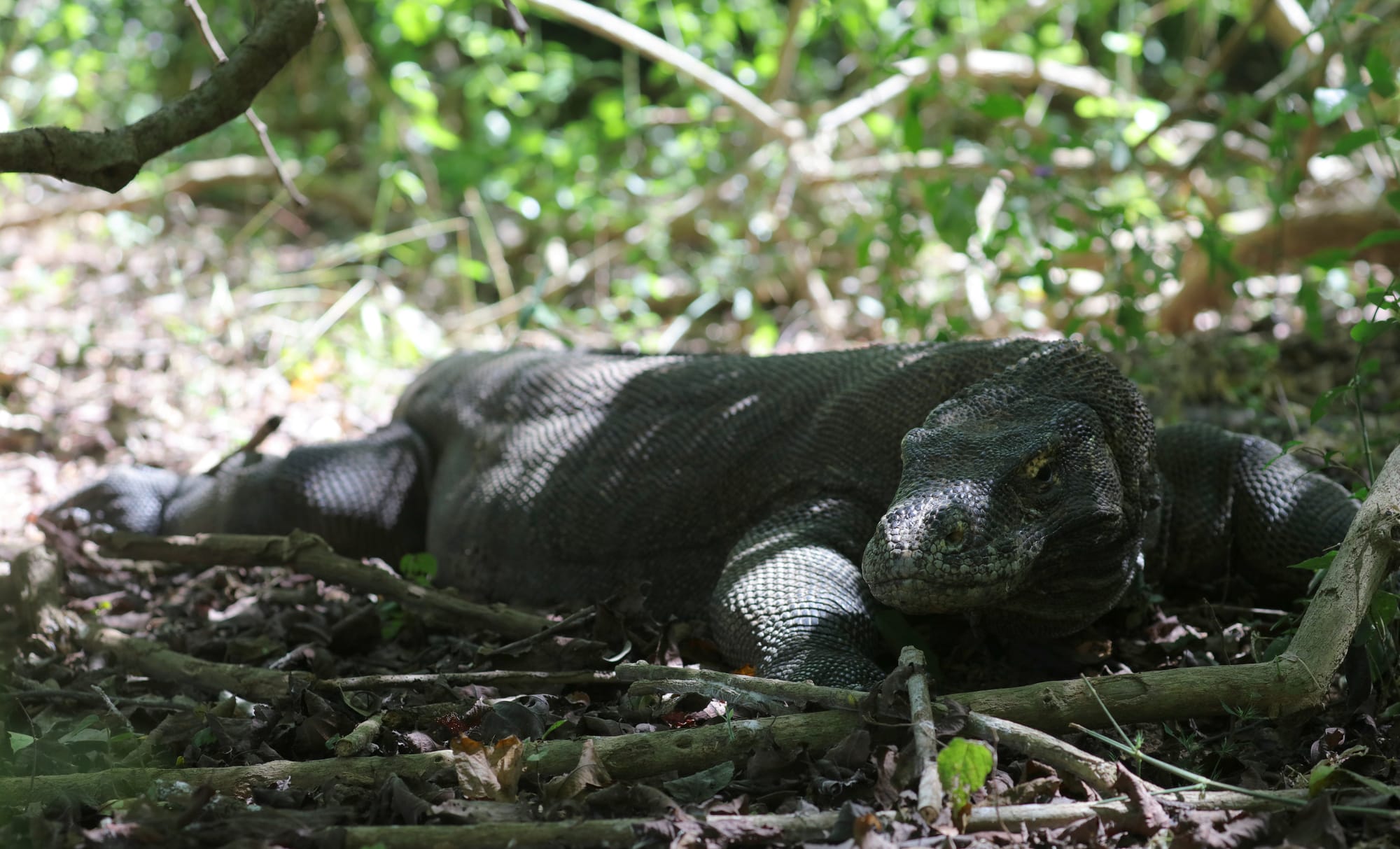 Komodo Dragon - Komodo Island - Komodo National Park