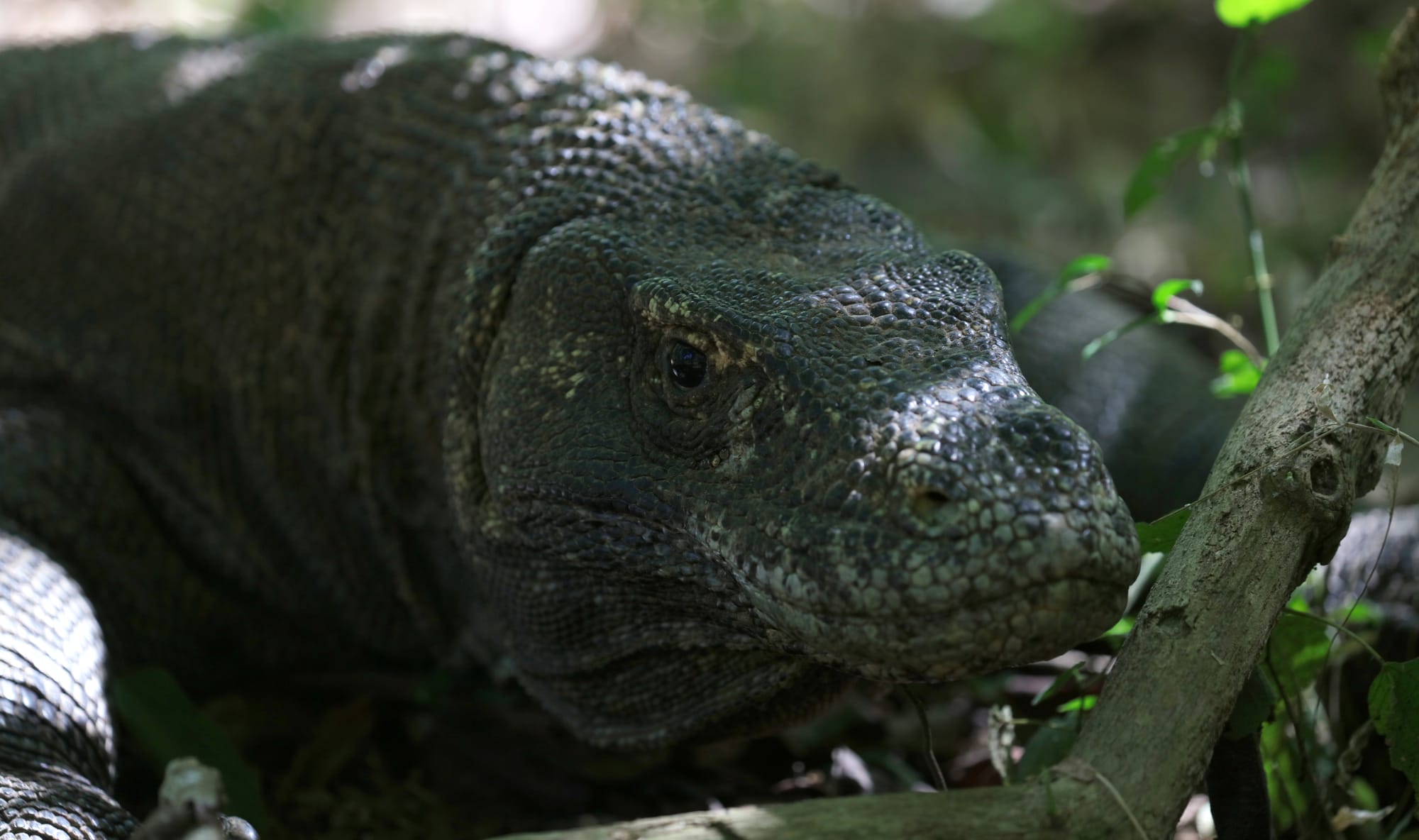 Komodo Dragon - Komodo Island - Komodo National Park