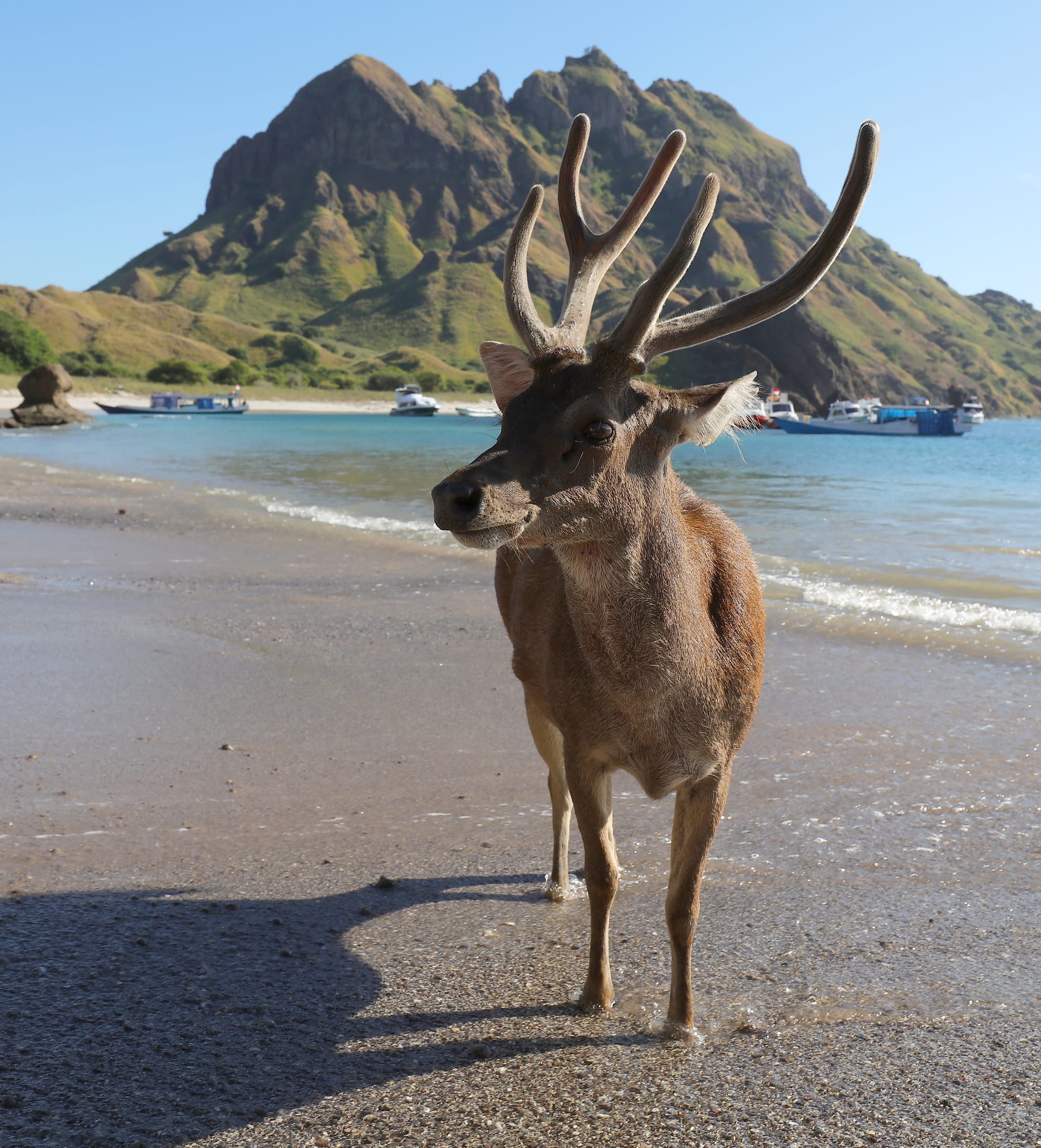Javan Rusa - Pulau Padar - Komodo Islands