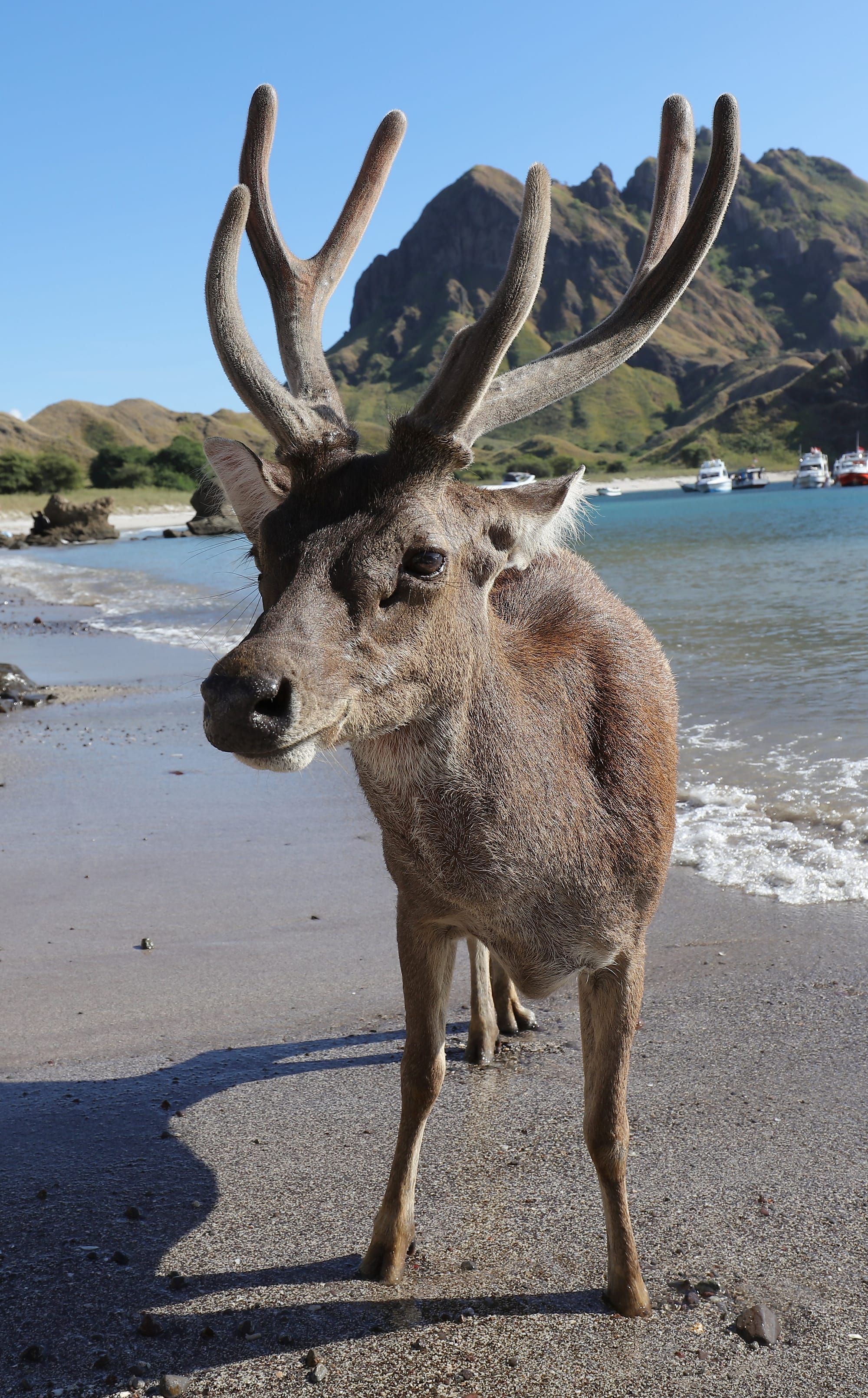 Javan Rusa - Pulau Padar - Komodo Islands