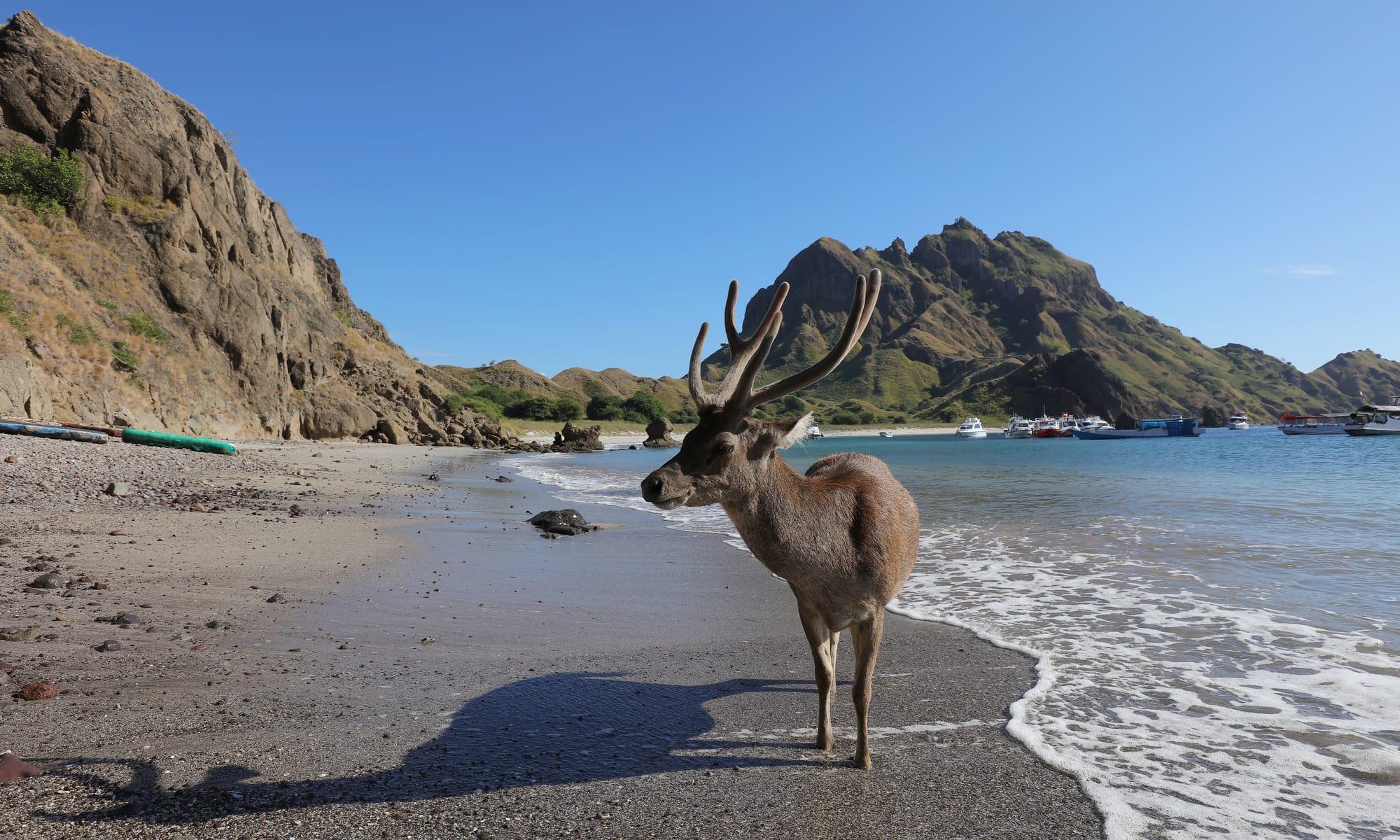 Javan Rusa - Pulau Padar - Komodo Islands