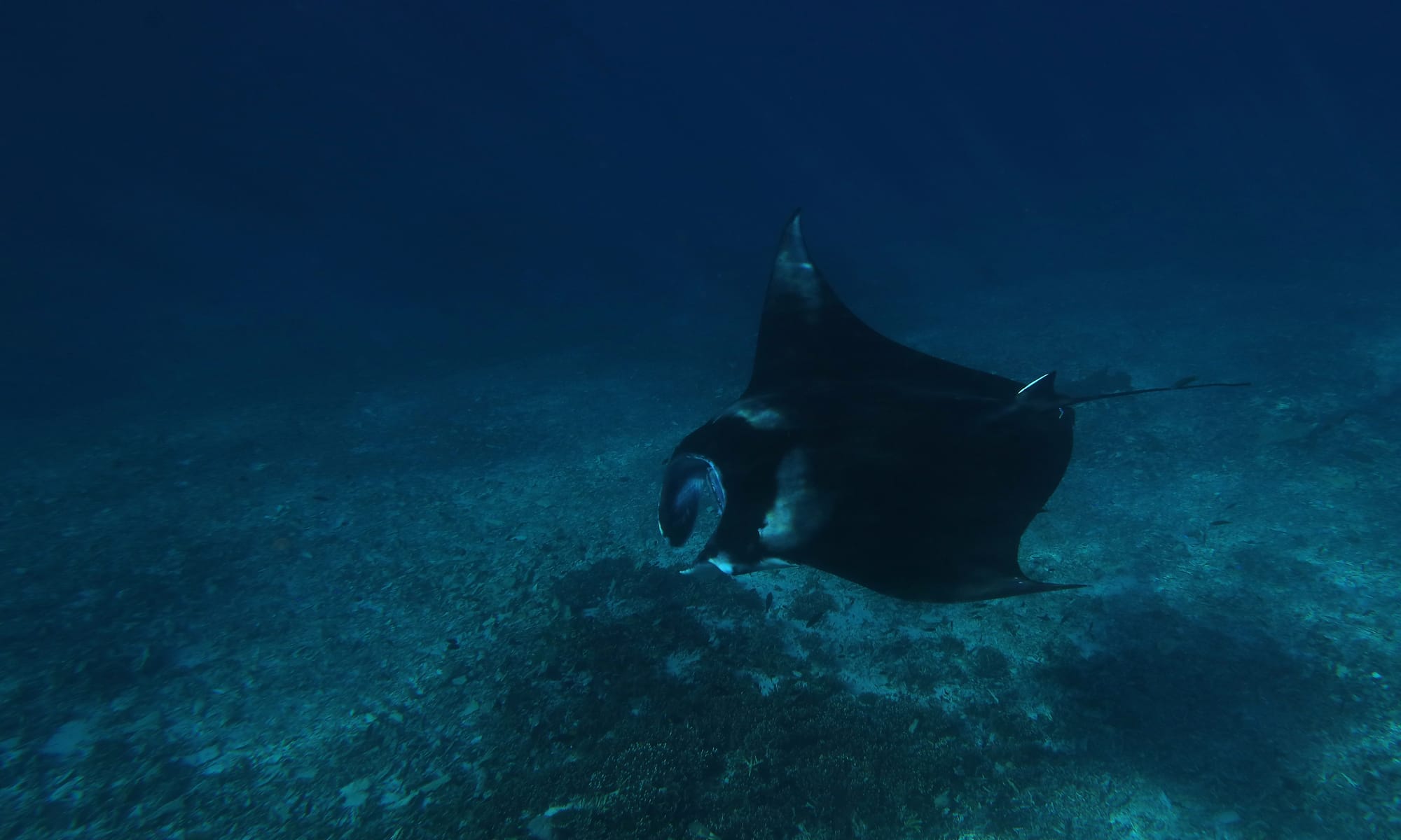 Reef Manta Ray - Mawan - Komodo National Park