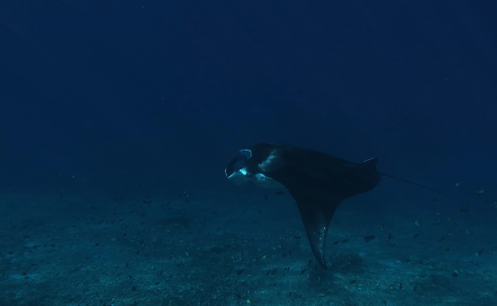 Reef Manta Ray - Mawan - Komodo National Park