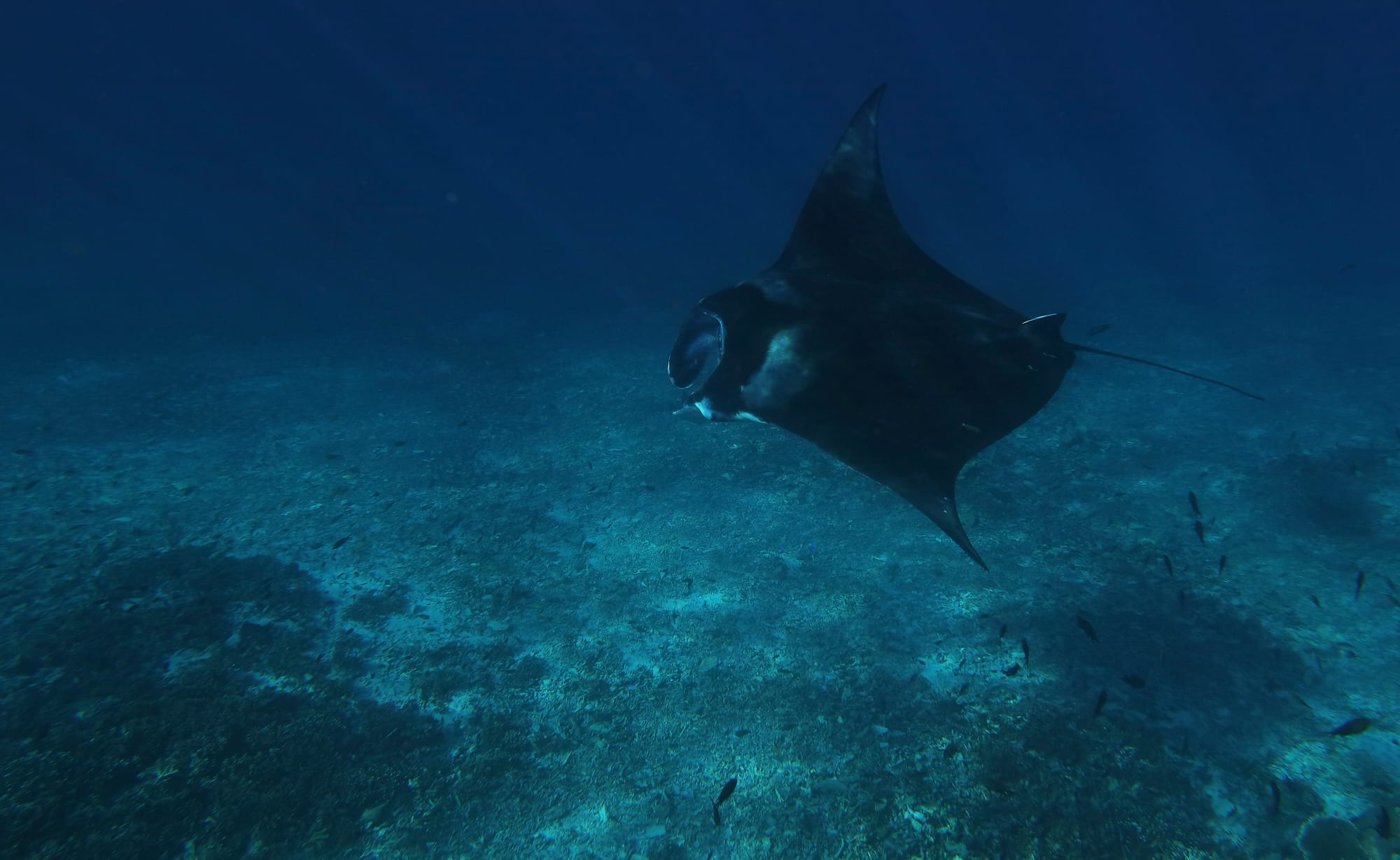 Reef Manta Ray - Mawan - Komodo National Park
