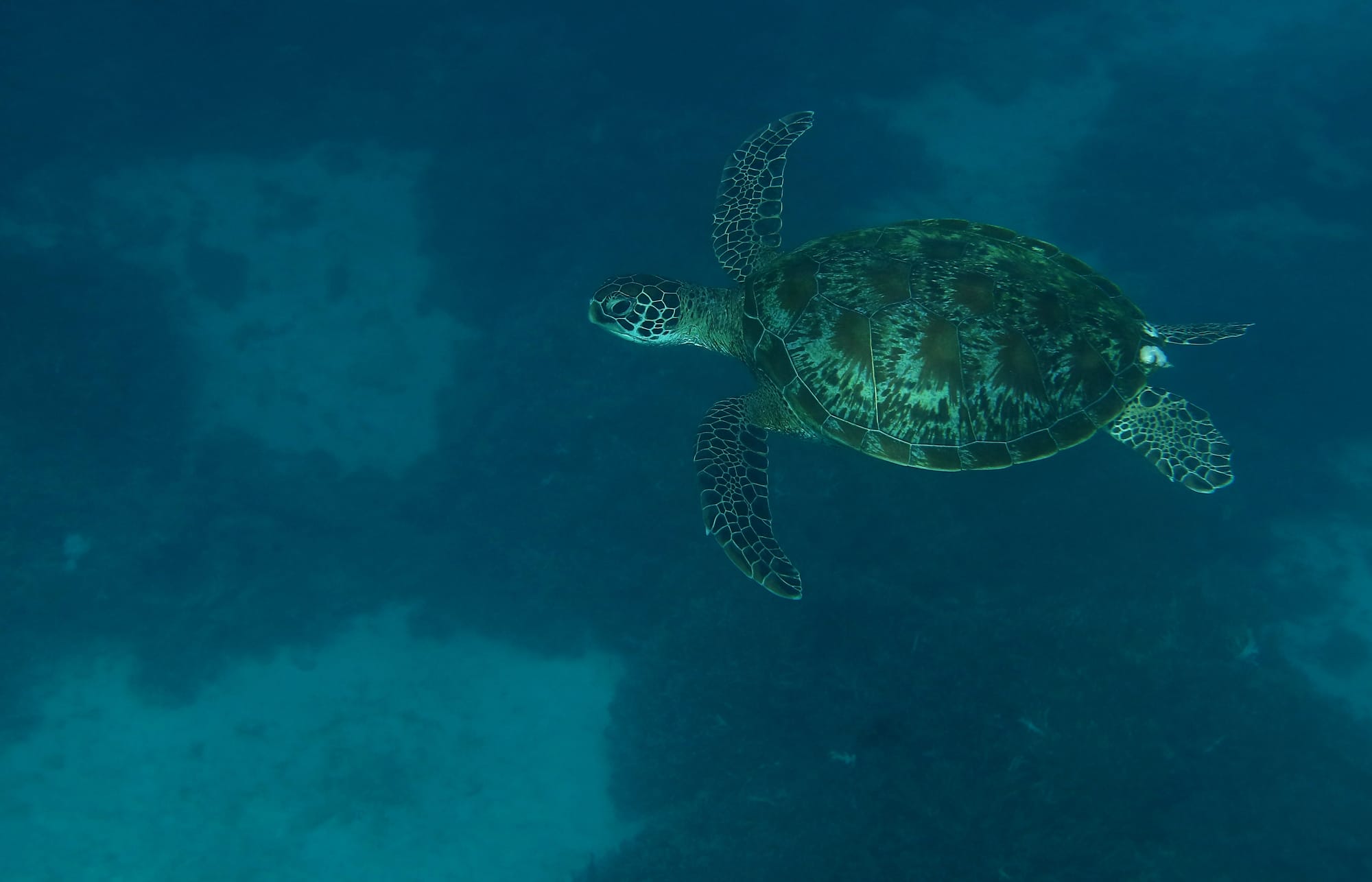 Green Sea Turtle - Turtle Point - Komodo National Park