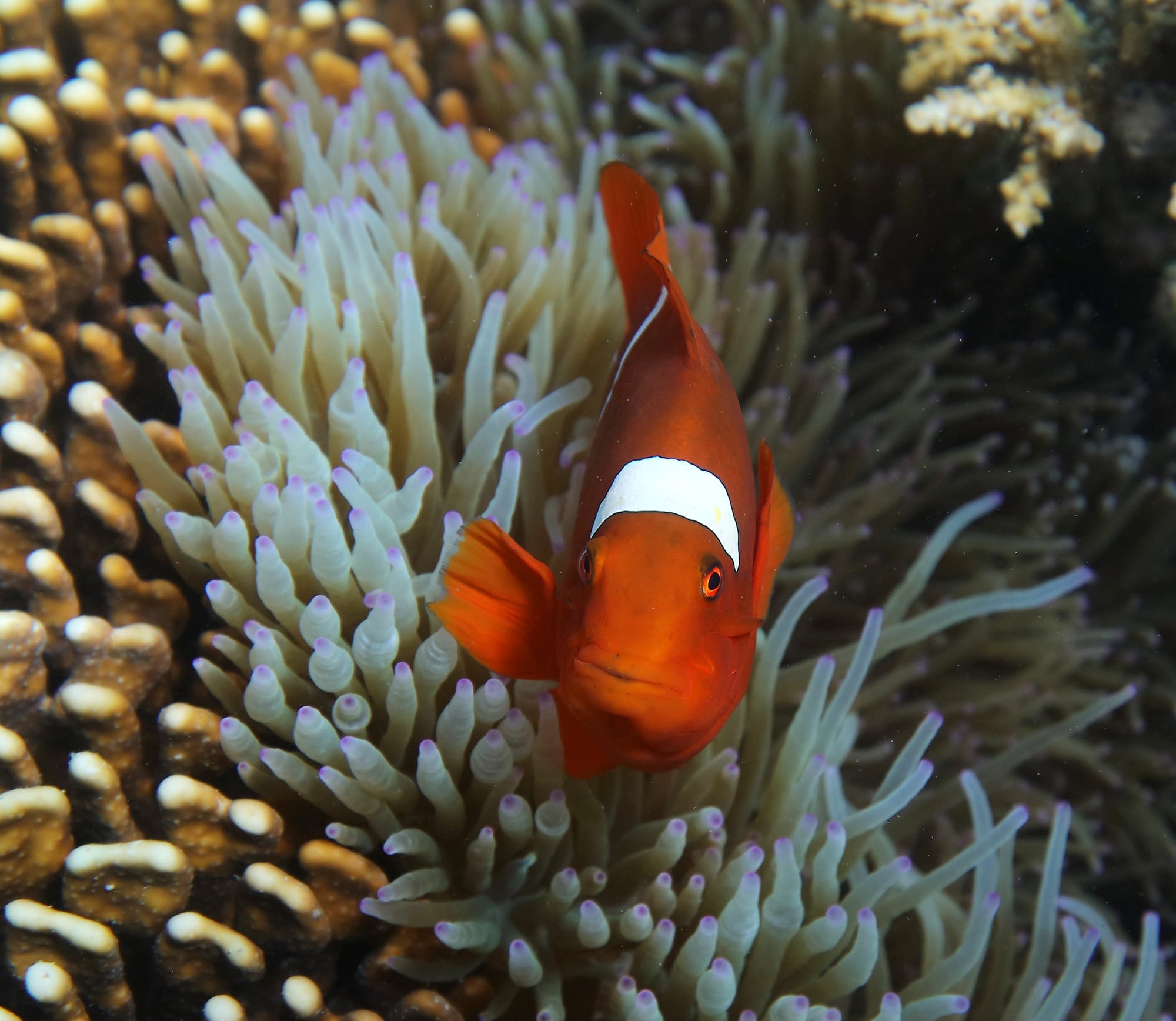 Maroon Clownfish - Turtle Point - Komodo National Park