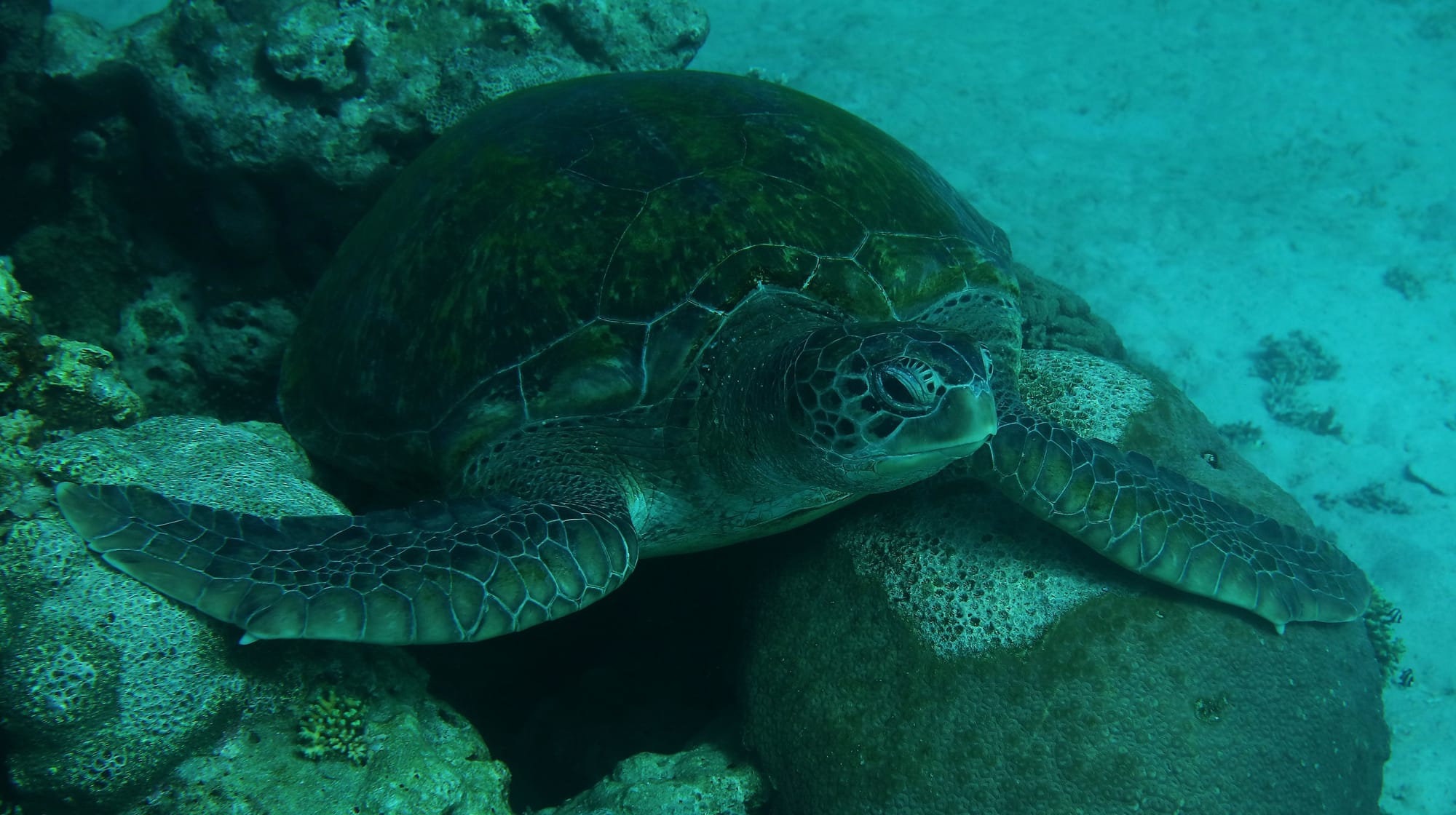 Green Sea Turtle - Turtle Point - Komodo National Park