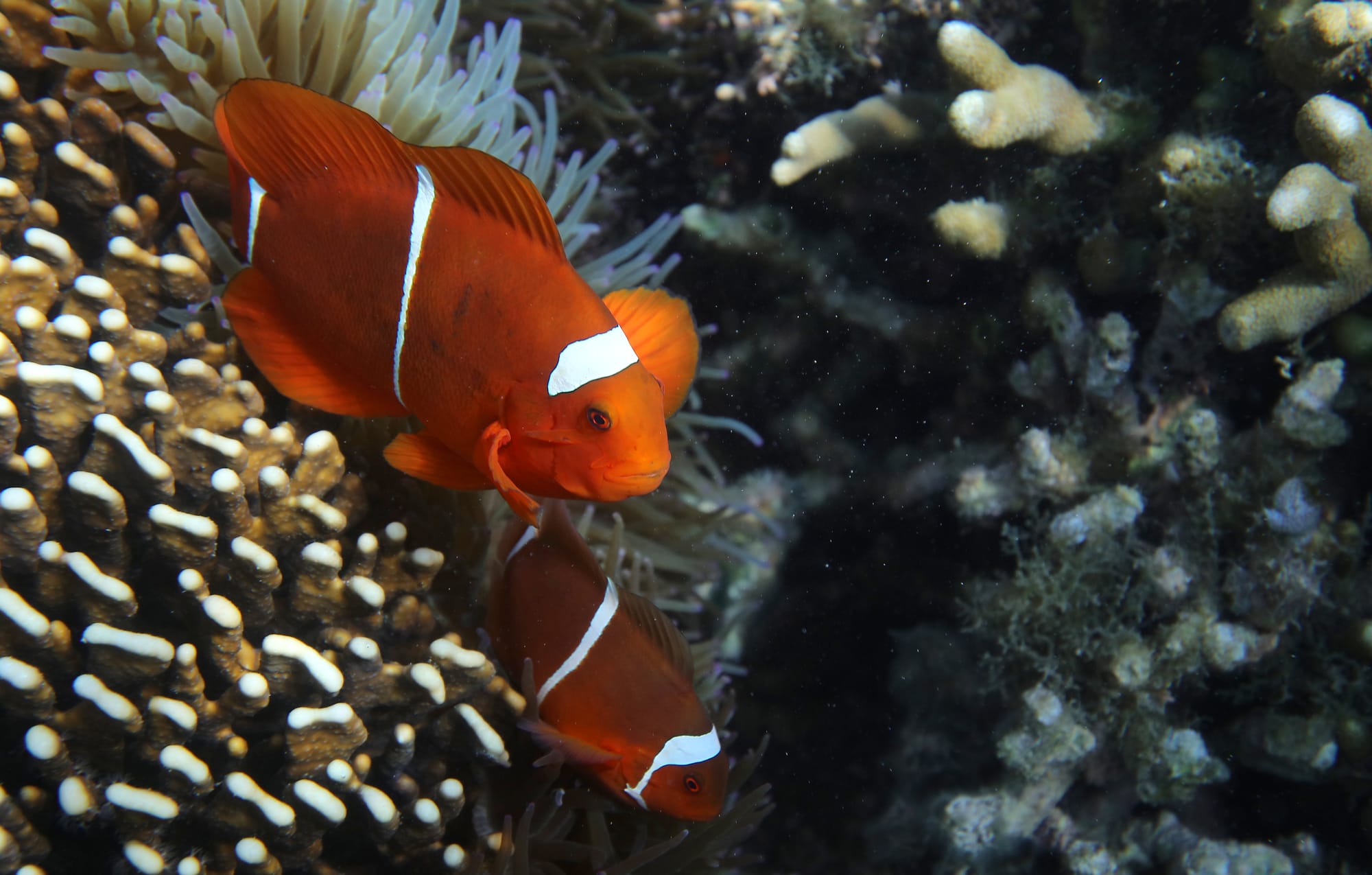 Maroon Clownfish - Turtle Point - Komodo National Park